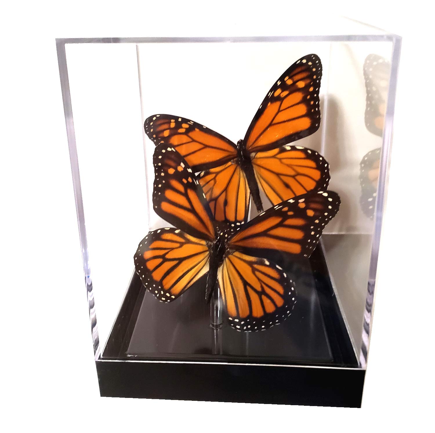 Monarch Butterfly Display Cube - 4x4x5.5 Inch Glass Tabletop Decor with Framed Male & Female Butterflies - Perfect for Home Office, Living Room, or Gift