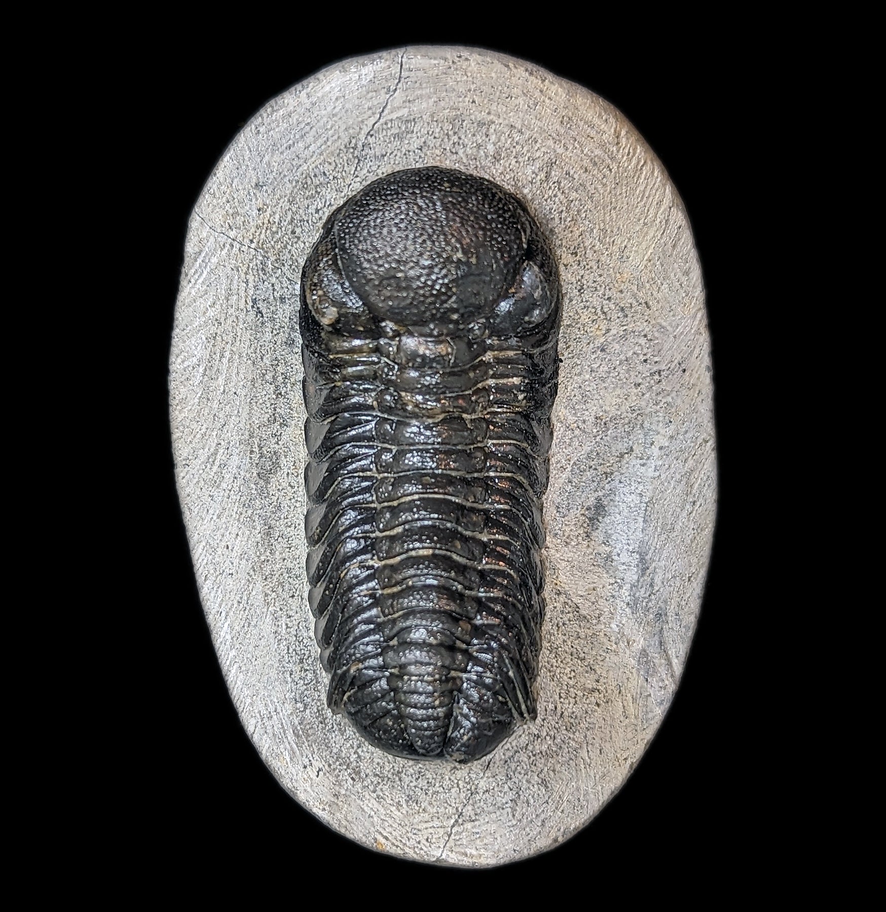 Eldredgeops Rana Trilobite Fossil in Matrix - Authentic Devonian Era Fossil Specimen for Collectors & Home Decor | Perfect for Science Enthusiasts & Unique Gift Ideas