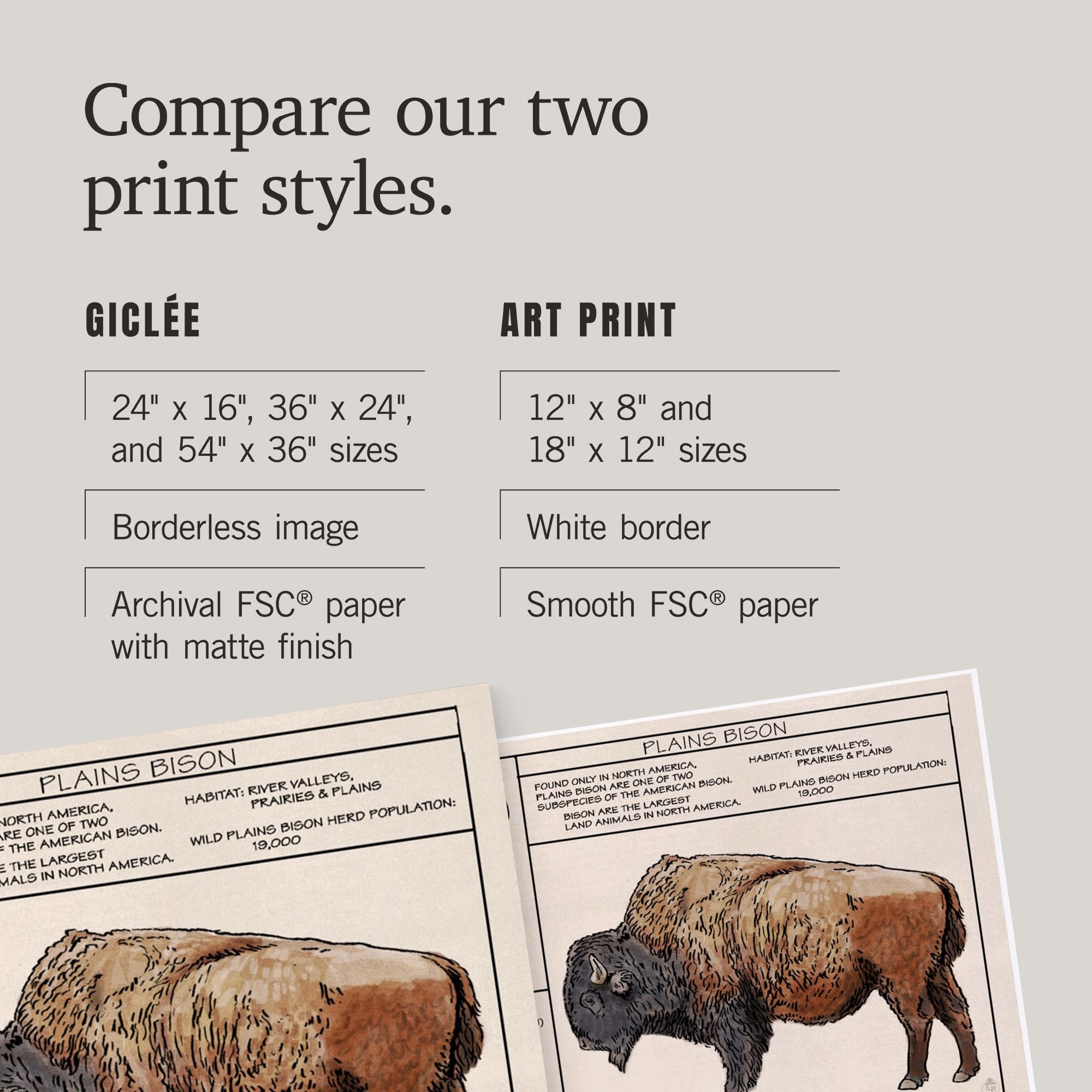 Lantern Press 16x24 Inch Giclee Art Print - Plains Bison Wall Decor | High-Quality Fine Art Reproduction for Living Room, Bedroom & Office