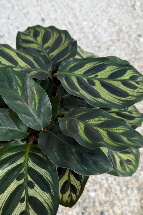 Calathea Makoyana Peacock Plant - Live Indoor Houseplant for Home & Office Decor - Low Light & Air Purifying - Perfect for Living Room, Bedroom, or Workspace