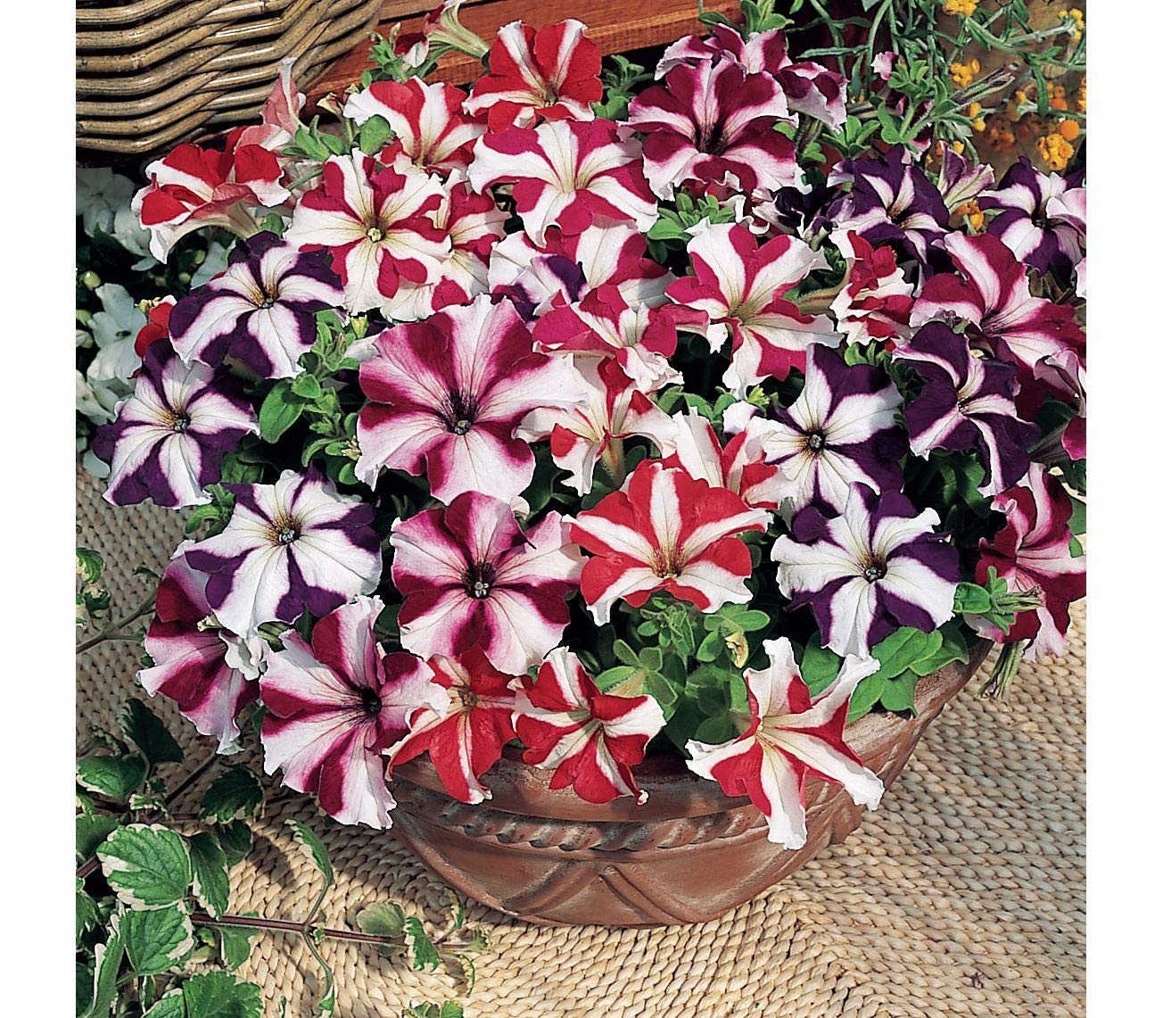 500 Petunia Starfall F1 Rainbow Mix Flower Seeds - Non-GMO, Heirloom, Indoor/Outdoor Annual Blooms for Garden Beds, Hanging Baskets & Container Planting