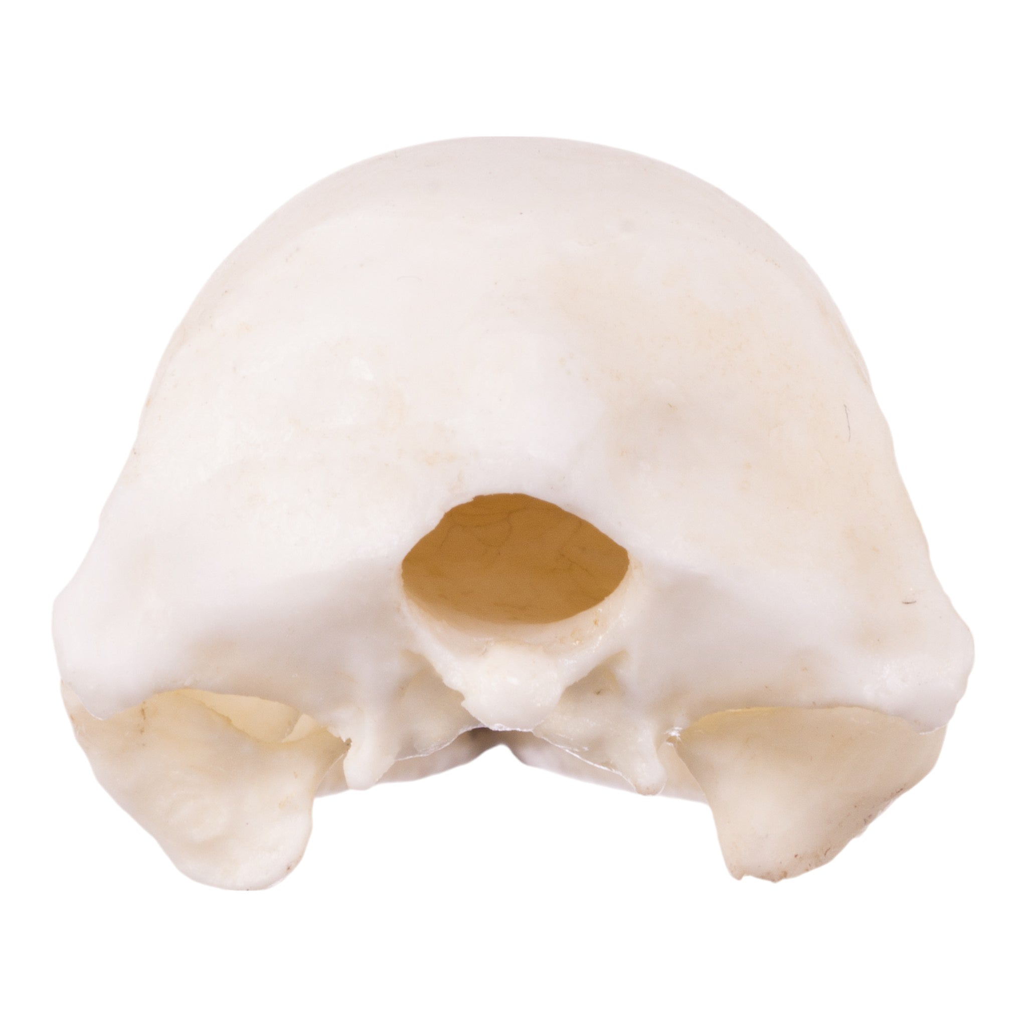 Authentic Replica Brown Kiwi Skull - Unique Home Decor & Collectible for Halloween, Gothic, and Natural History Displays