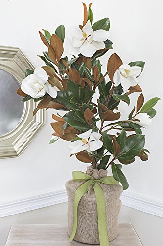 Southern Magnolia Tree Live Plant - Easy Care Outdoor Tree with Fragrant Blooming Flowers | Perfect for Home Garden, Patio Decor & Landscape Design