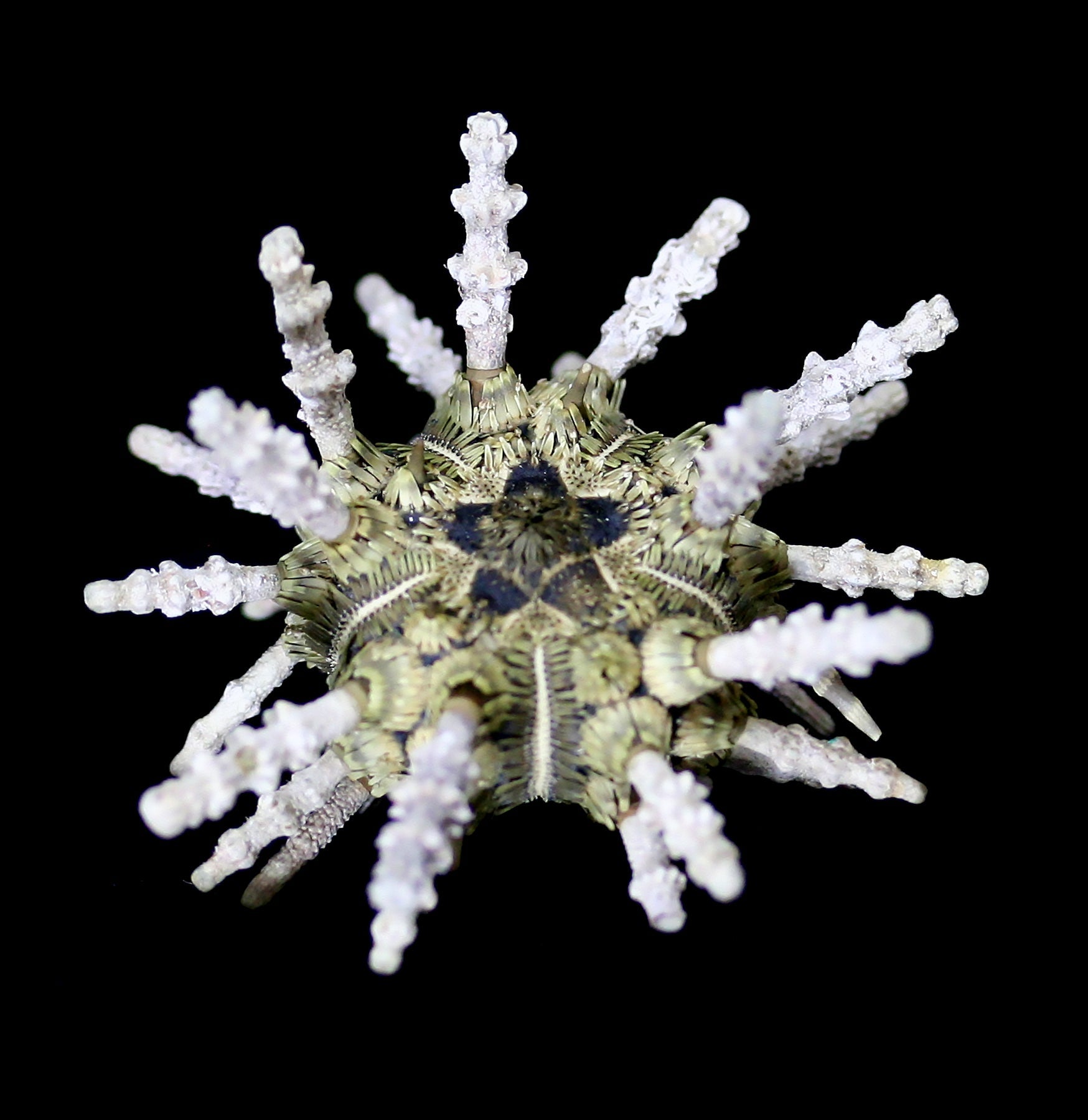 Sputnik Sea Urchin - Unique Home Decor & Ocean-Themed Gift for Beach House, Aquarium & Coastal Living Room Decor