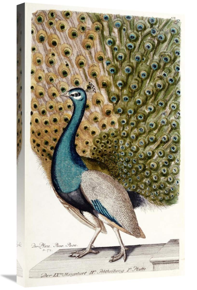 30 Inch Male Peacock in Full Display Art Print by Johann Leonhard - Vibrant Peacock Wall Decor for Living Room, Bedroom & Office