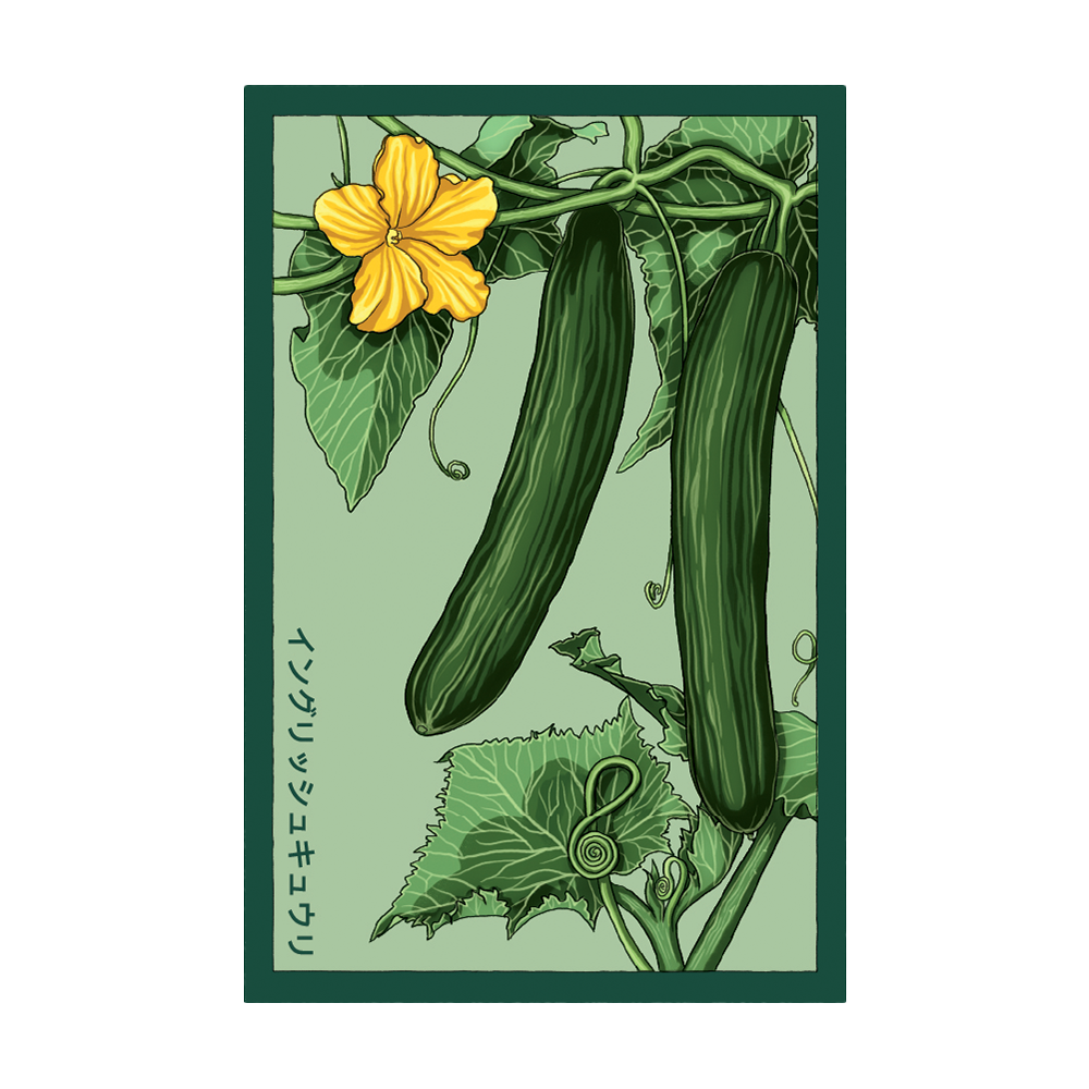 Organic English Cucumber Seeds for Planting - Non-GMO, Heirloom Variety - Perfect for Home Gardens, Greenhouses & Hydroponics