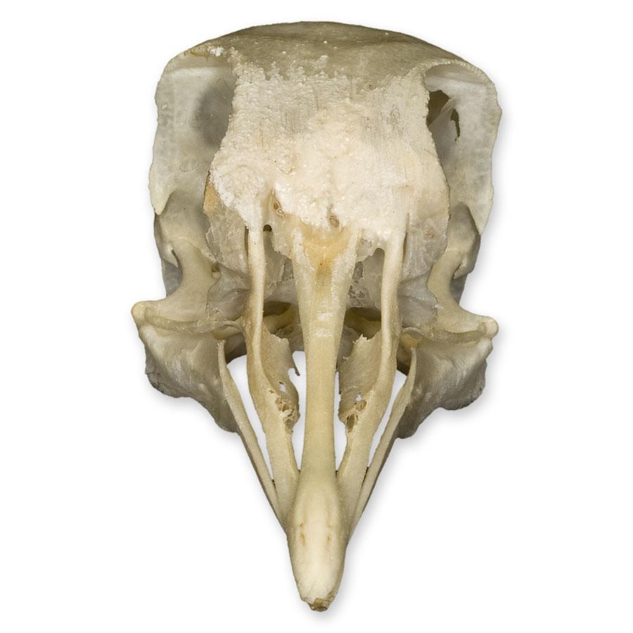 Authentic Pigeon Skull Specimen - Real Animal Skull for Science Study, Gothic Decor & Oddity Collectors - Perfect for Biology Classrooms, Halloween Decor & Taxidermy Displays