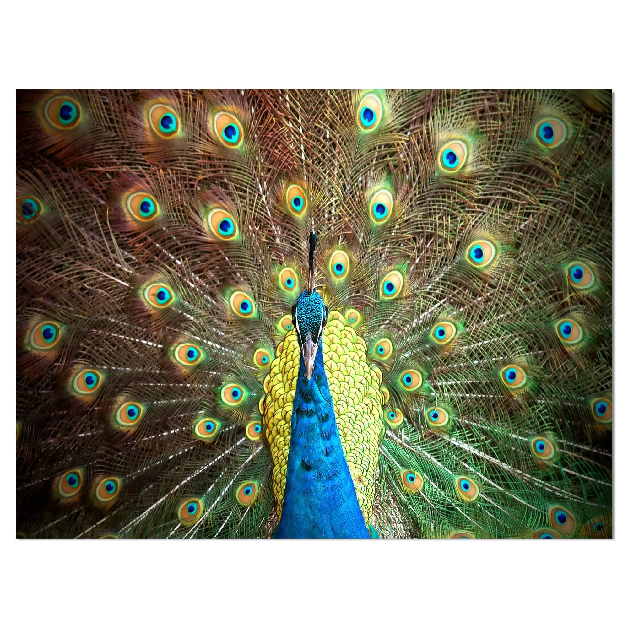 Colorful Portrait of Peacock Photography Art Print on Wrapped Canvas - 40x30 Inches Wall Decor for Living Room, Bedroom & Office - Vibrant Animal Wall Art for Home Decoration
