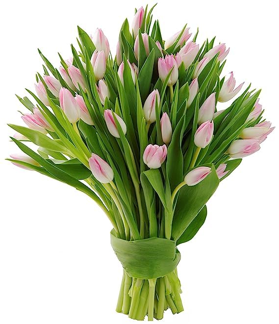 KaBloom Fresh Pink Tulips Bouquet - 30 Stems Valentine's Day Flowers for Birthday, Anniversary, Mother's Day, Get Well Gift | Perfect for Romantic Dates, Home Decor & Special Occasions