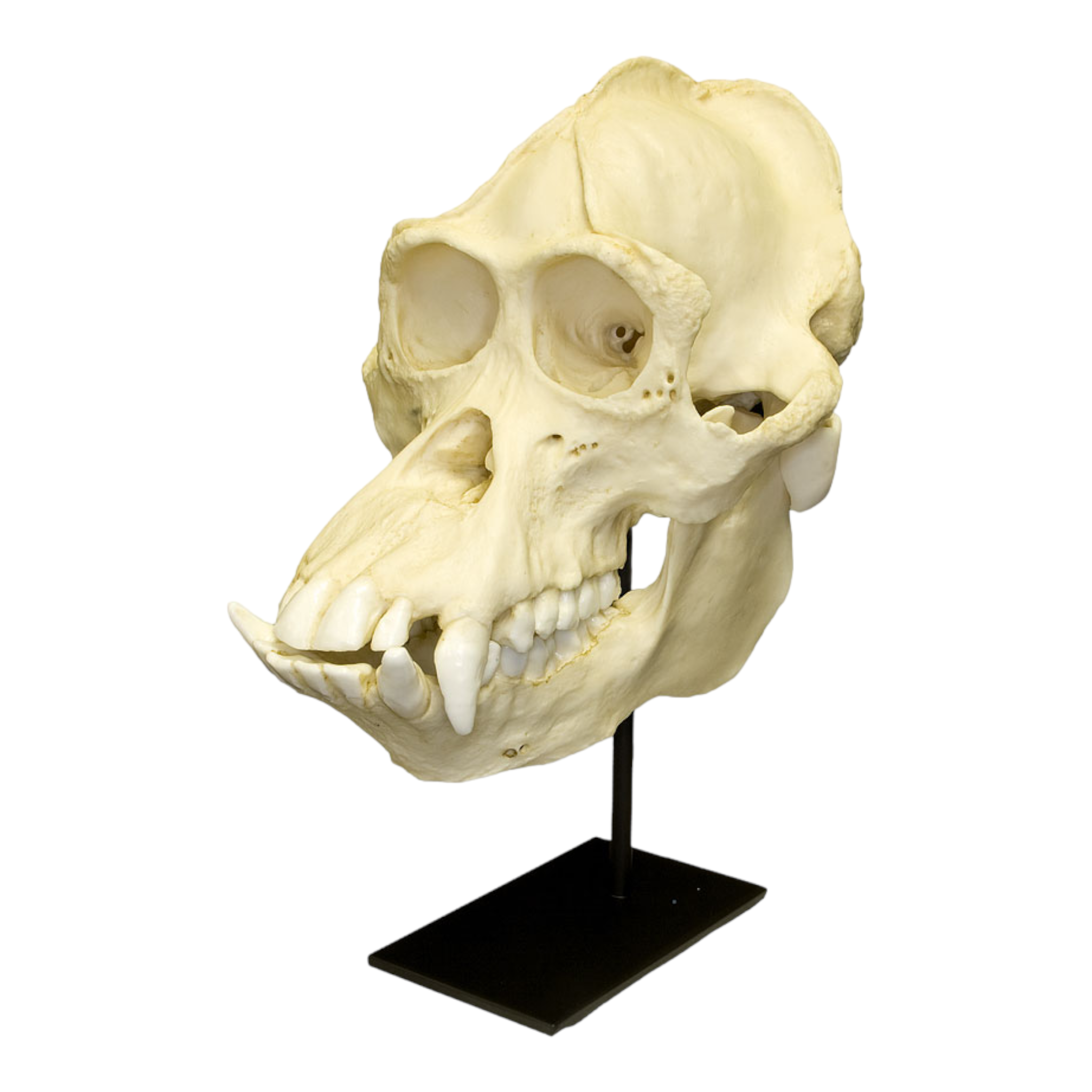 Authentic Replica Bornean Orangutan Skull - Male - Perfect for Science Classrooms, Biology Education & Natural History Collections