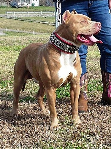 Bestia® Personalized Dog Collar - Genuine Leather, Engraved Stainless Steel Name Plate, 2.5 Inch Wide Padded Design for Pitbull, Cane Corso, Rottweiler & Bully Breeds | Durable & Comfortable Handmade Dog Collar for Daily Walks, Training & Outdoor Adventures