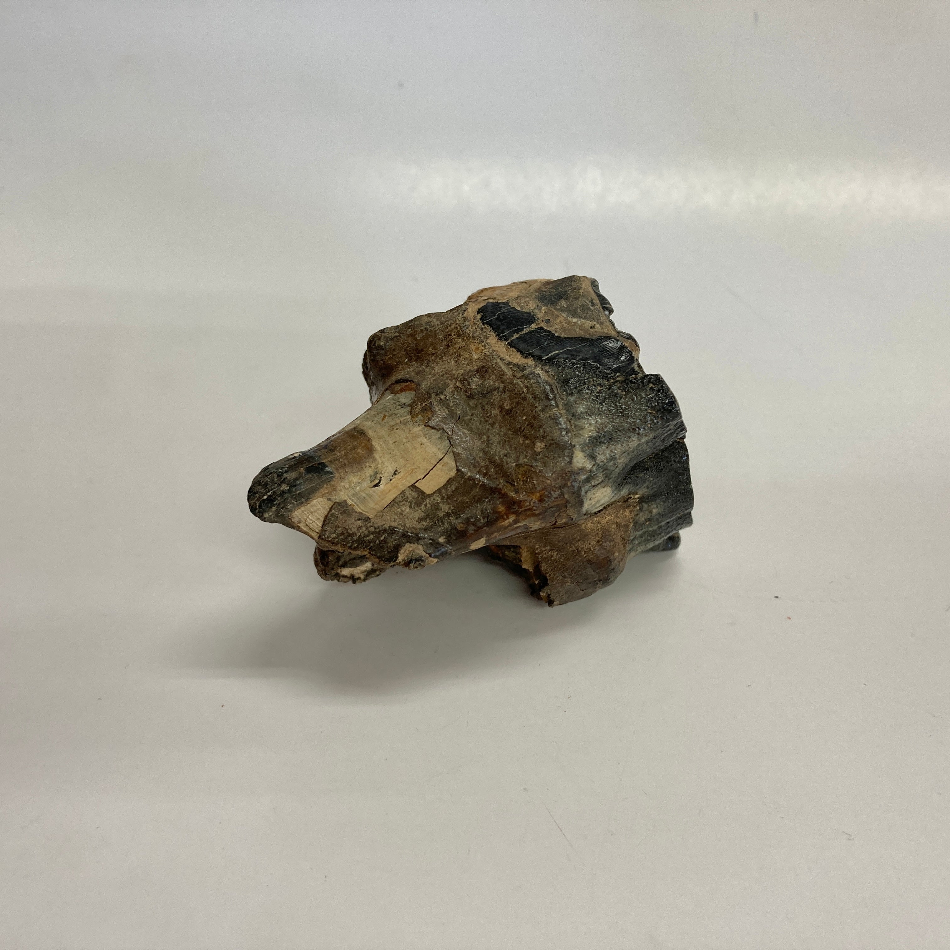 Authentic Woolly Rhinoceros Tooth Fossil - Genuine Ice Age Collectible for Paleontology Enthusiasts | Perfect for Museum Displays, Educational Collections & Home Decor