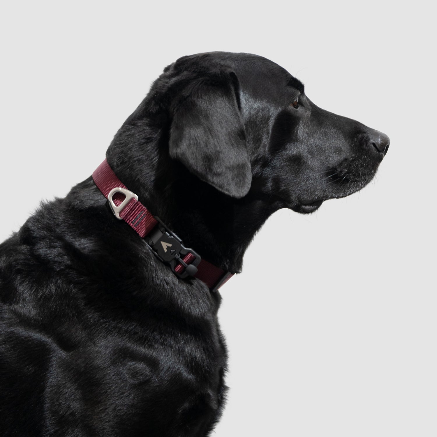 Lifetime Lite Collar - Durable Adjustable Dog Collar for Small & Medium Dogs - Perfect for Daily Walks, Training & Outdoor Adventures