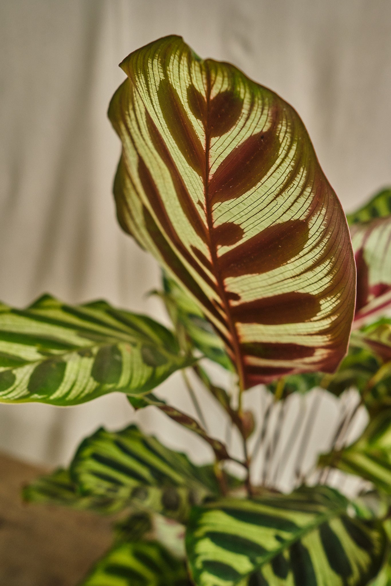 Calathea Makoyana - Peacock Prayer Plant - Live Indoor Houseplant for Home & Office Decor - Perfect for Low Light Spaces & Air Purification