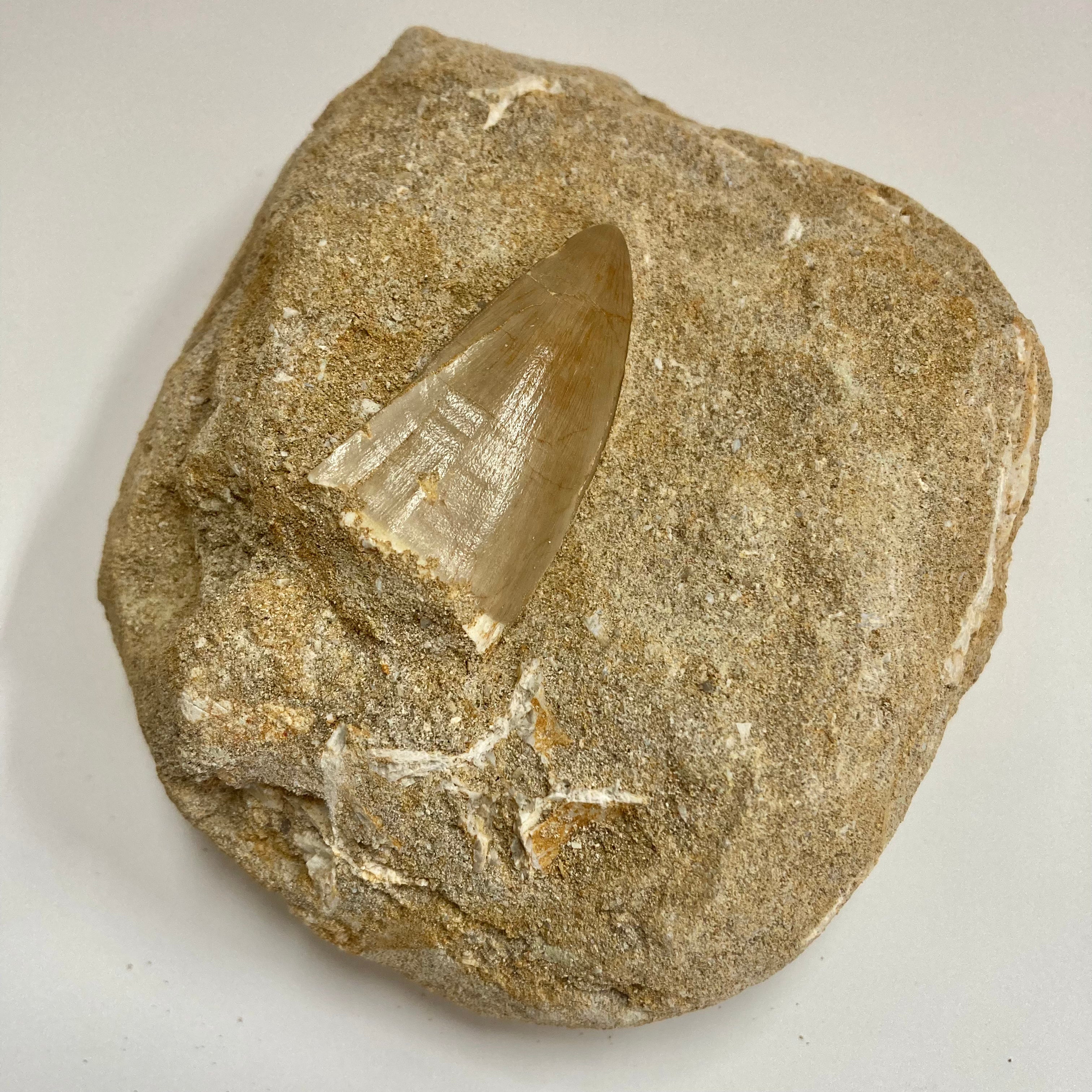Authentic Mosasaur Tooth Fossil - Genuine Prehistoric Dinosaur Teeth for Collectors, Paleontology Enthusiasts & Home Decor | Perfect for Display Cases, Educational Projects & Unique Gifts