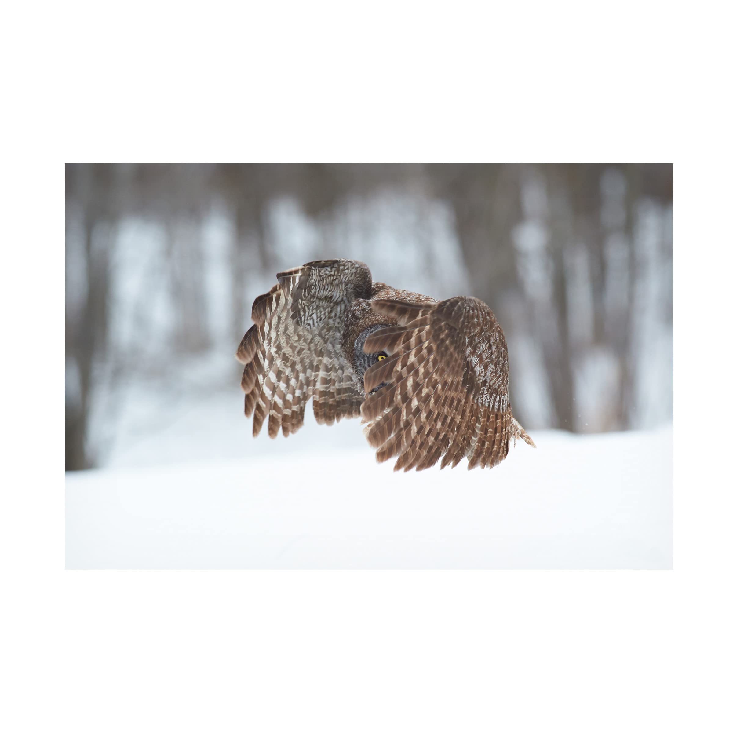 Jim Luo 'Great Grey Owl 2' Canvas Wall Art Print - Premium Wildlife Home Decor for Living Room, Bedroom & Office