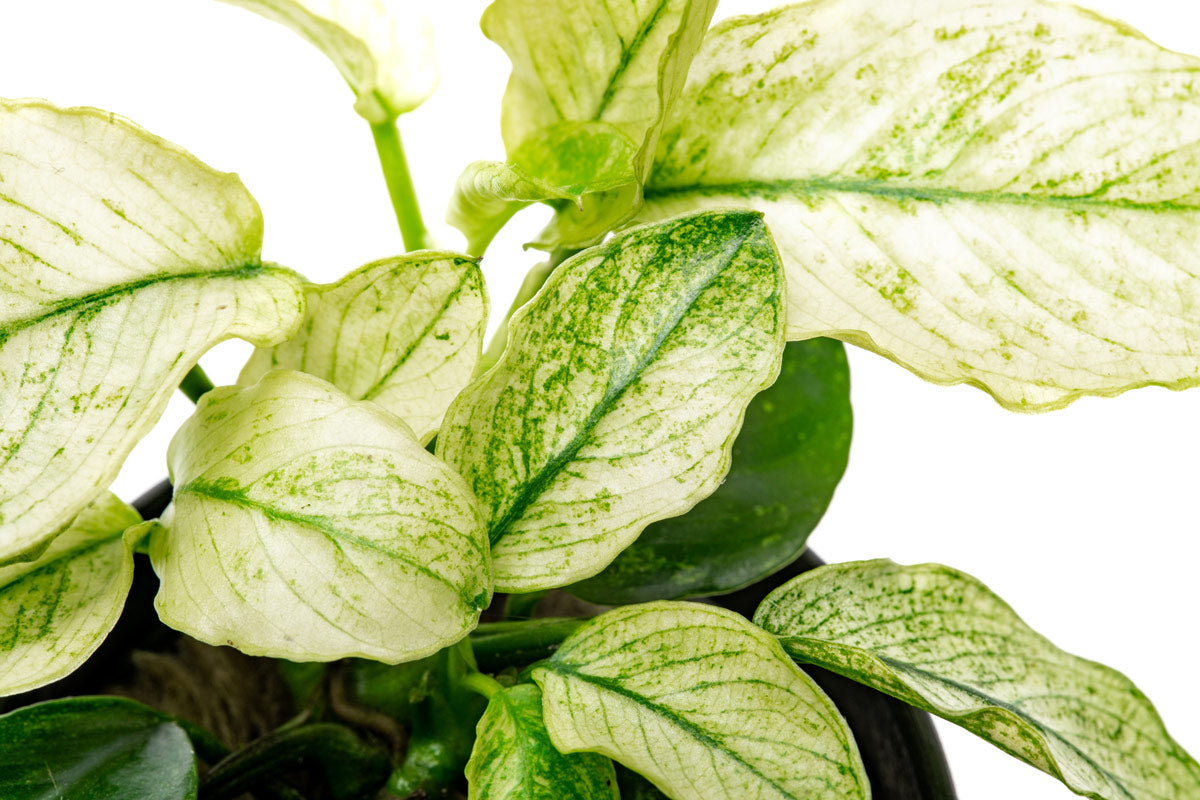 Anubias Nana Pinto Live Aquarium Plant - Rare Variegated Anubias for Fish Tanks, Aquascaping & Low Light Aquariums
