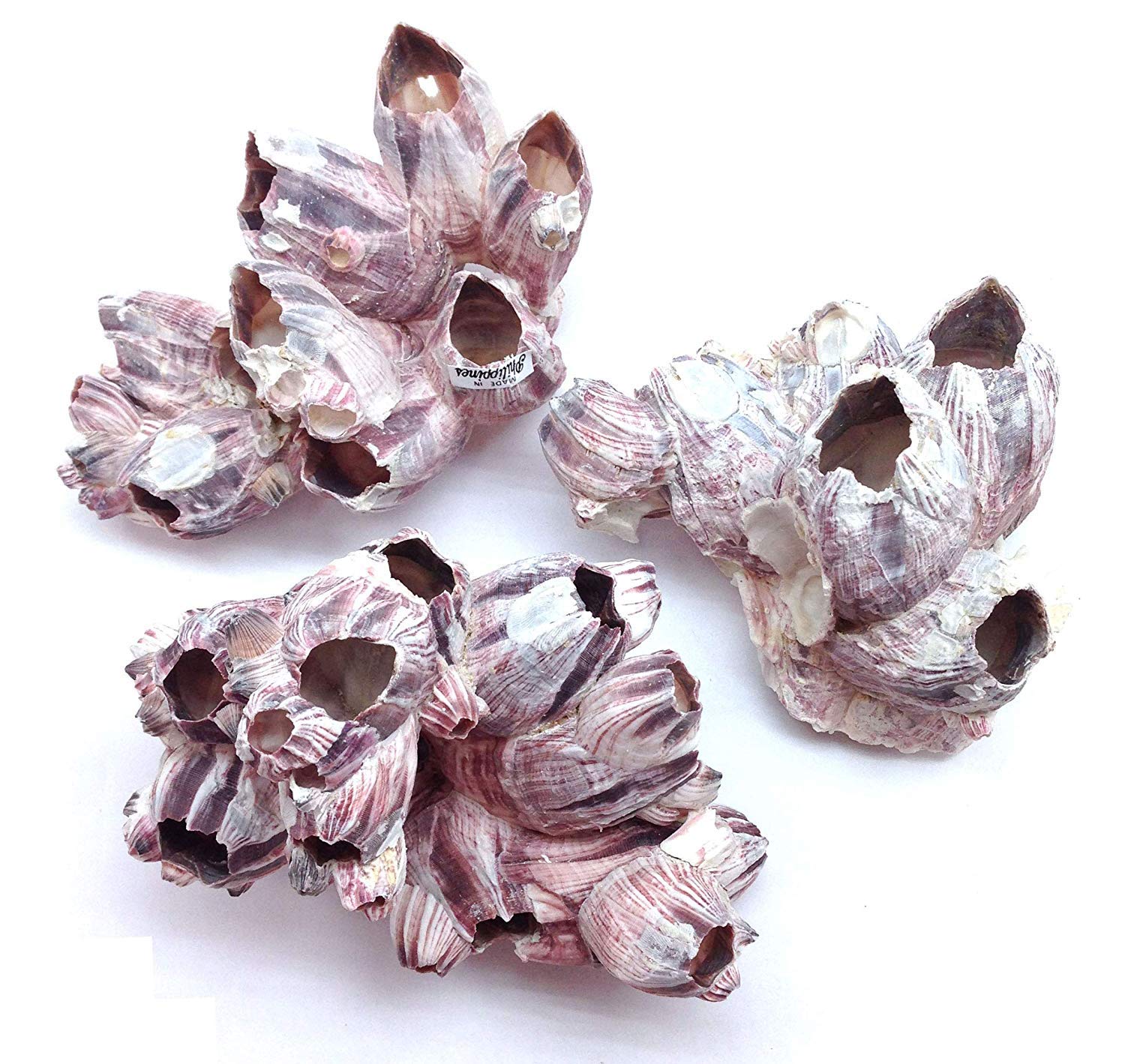 Natural Purple Barnacles Clusters for Saltwater Aquariums - 5 to 7 Inch Coral Decorations | Perfect for Marine Fish Tanks, Reef Aquascaping & Aquatic Habitat Enhancement
