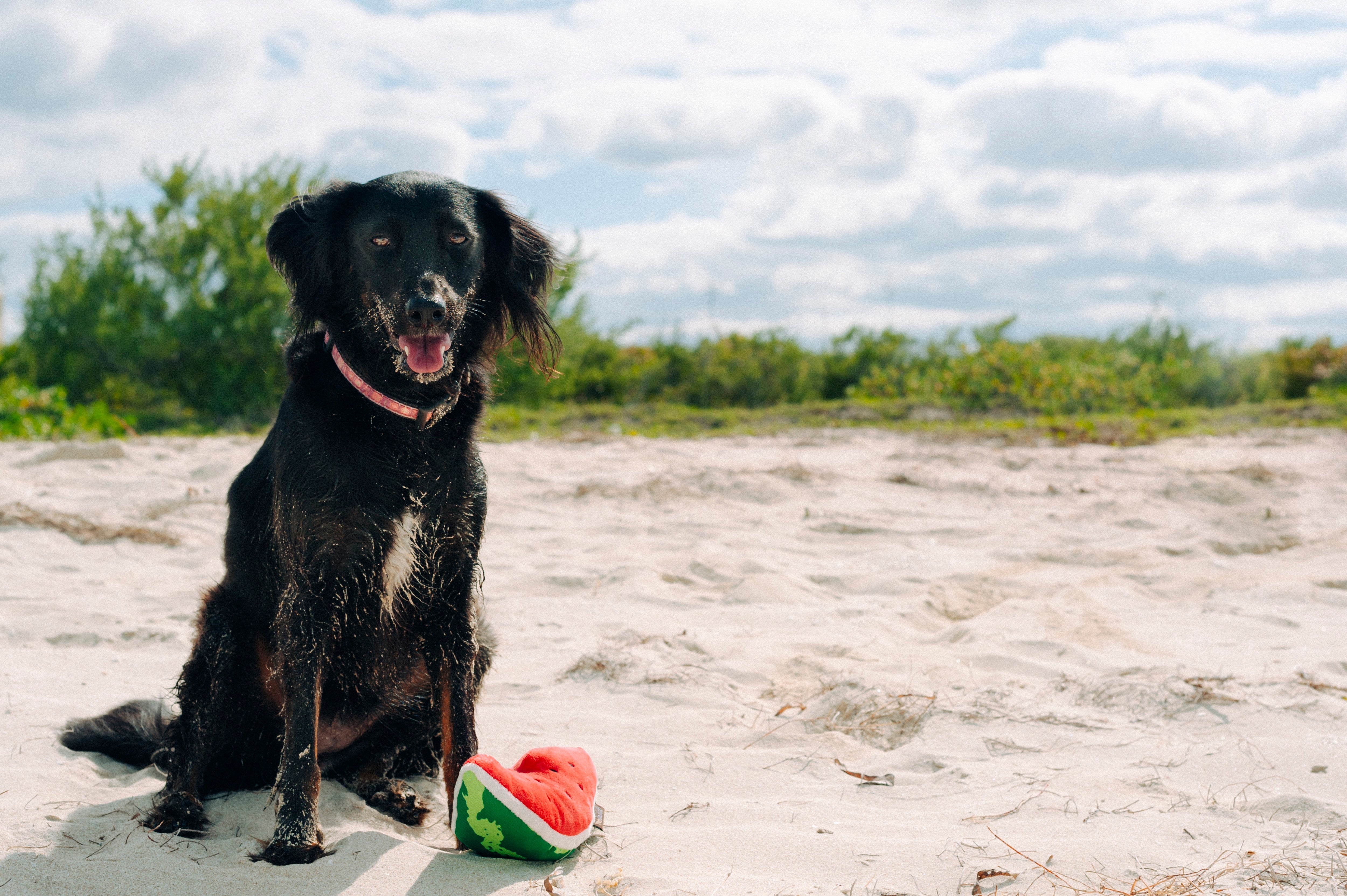 Tropical Paradise™ Watermelon Dog Plush Toy - Durable & Fun Chew Toy for Small & Large Dogs | Perfect for Playtime, Training & Cuddling | Pet P.L.A.Y.