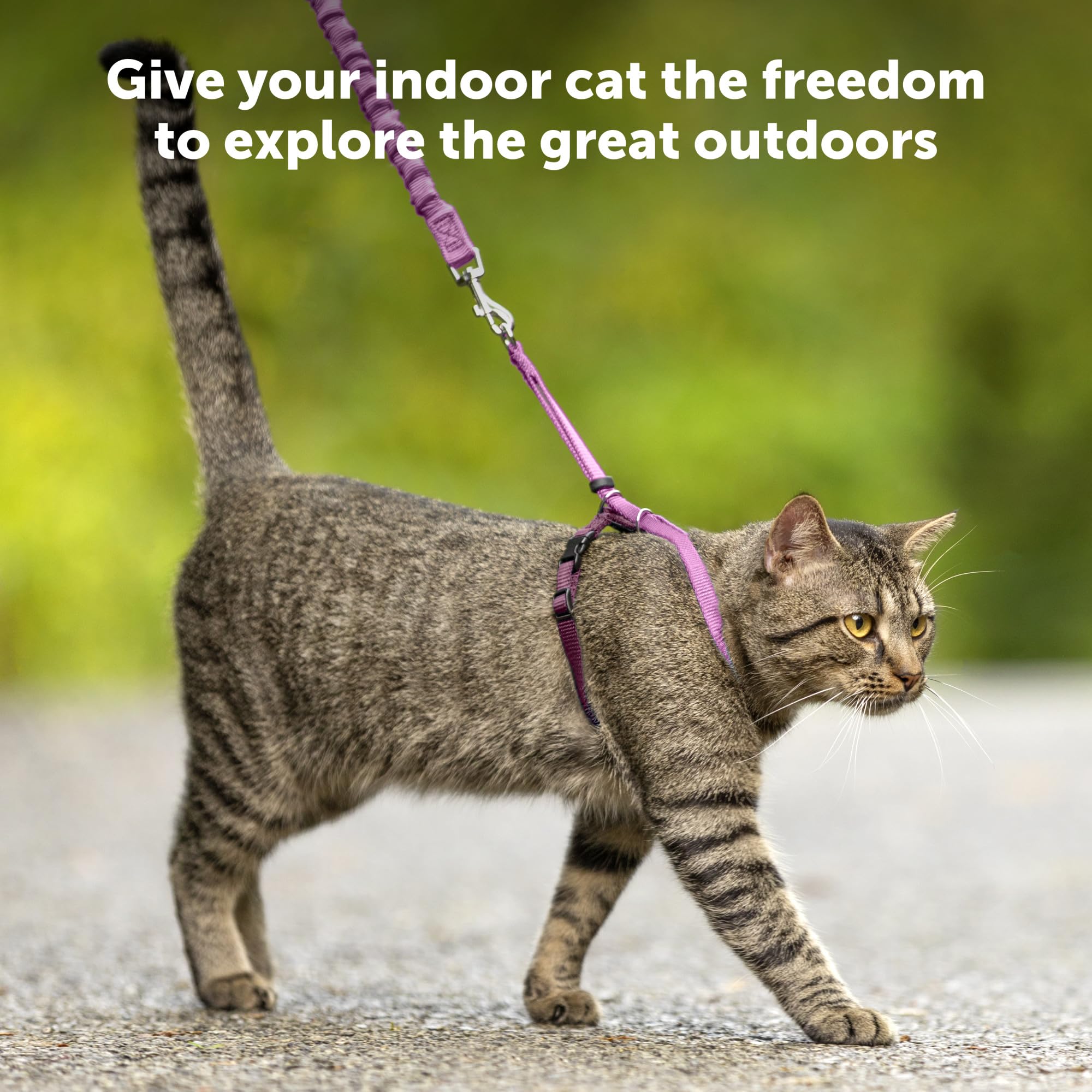PetSafe Come with Me Kitty Harness & Bungee Leash for Cats - Medium Size, Dusty Rose - Safe Outdoor Walking & Training for Small Pets