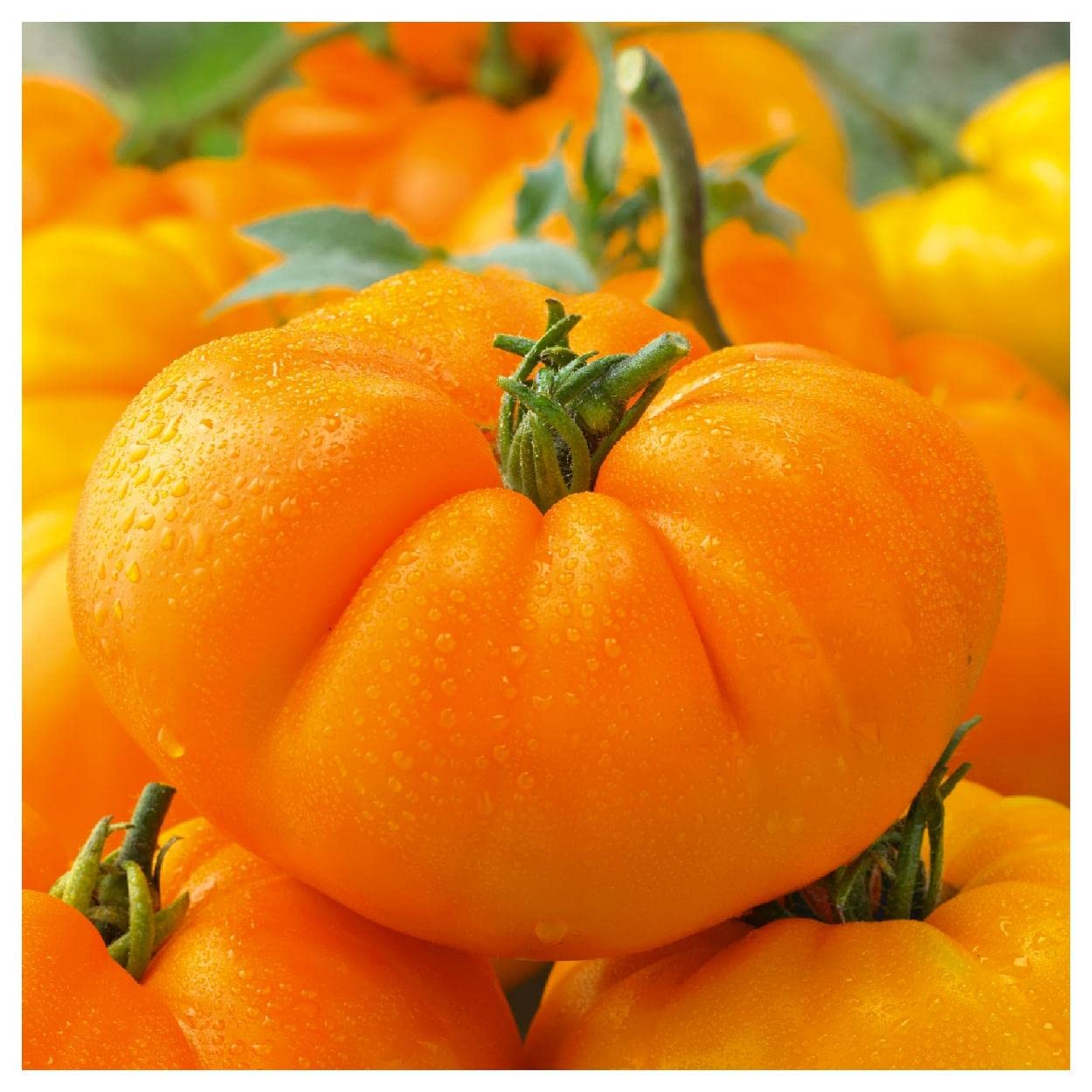 Organic Amana Orange Heirloom Tomato Seeds 1 Oz - Non-GMO, Open Pollinated - Perfect for Home Gardening, Canning & Fresh Salads - Gold Vault Packet by Everwilde Farms