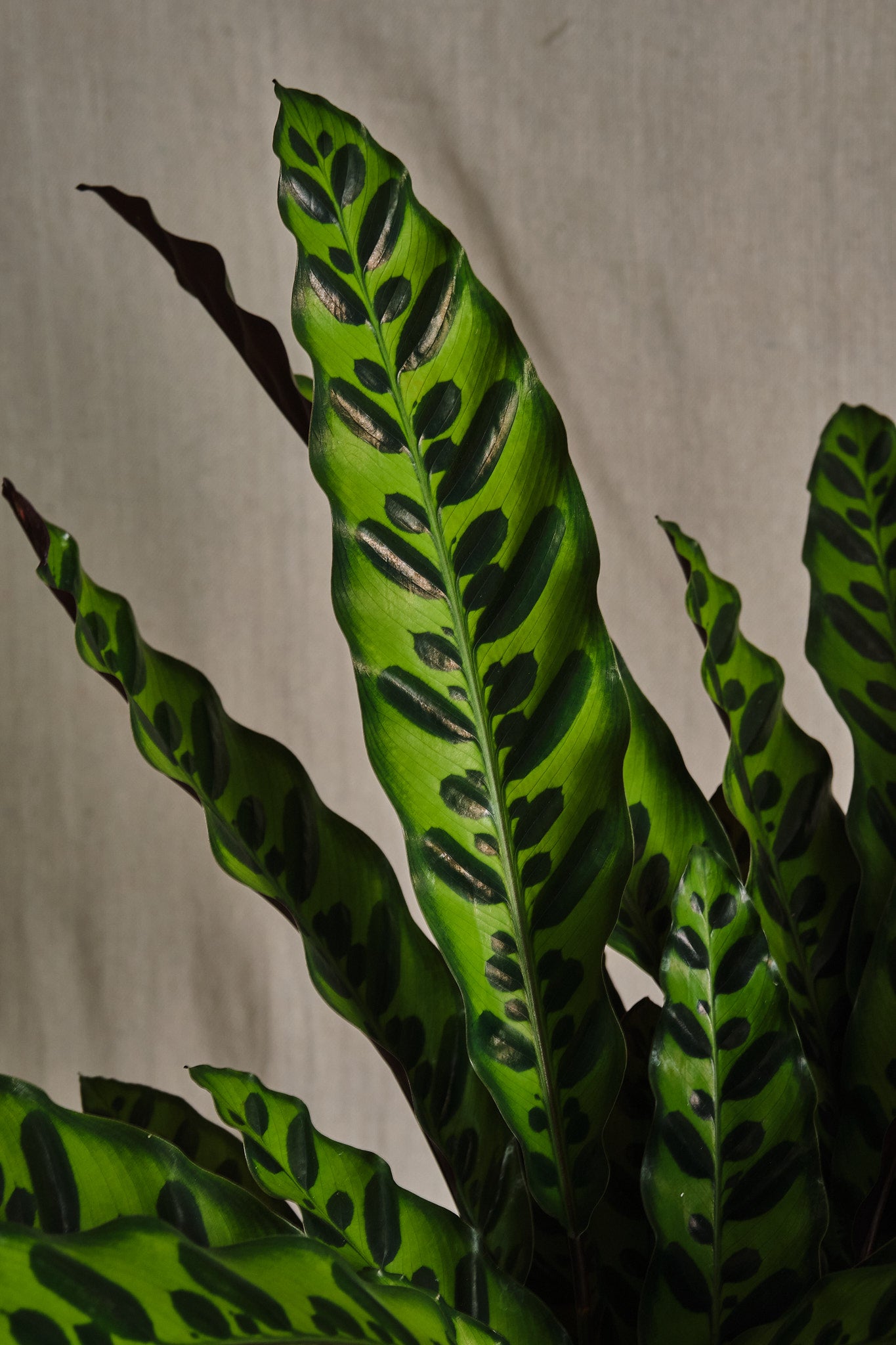 Calathea Lancifolia (Rattlesnake Plant) - Low Light Indoor Houseplant for Home, Office & Decor | Easy Care Air Purifying Plant for Bedroom, Living Room