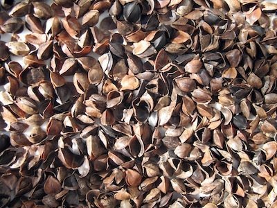 Organic Buckwheat Hulls for Filling - Natural, Eco-Friendly & Hypoallergenic Material for Toys, Mattresses, Meditation Cushions & Pillows - Ethically Grown, Brown, 2KG - Perfect for Sustainable Home & Wellness Products