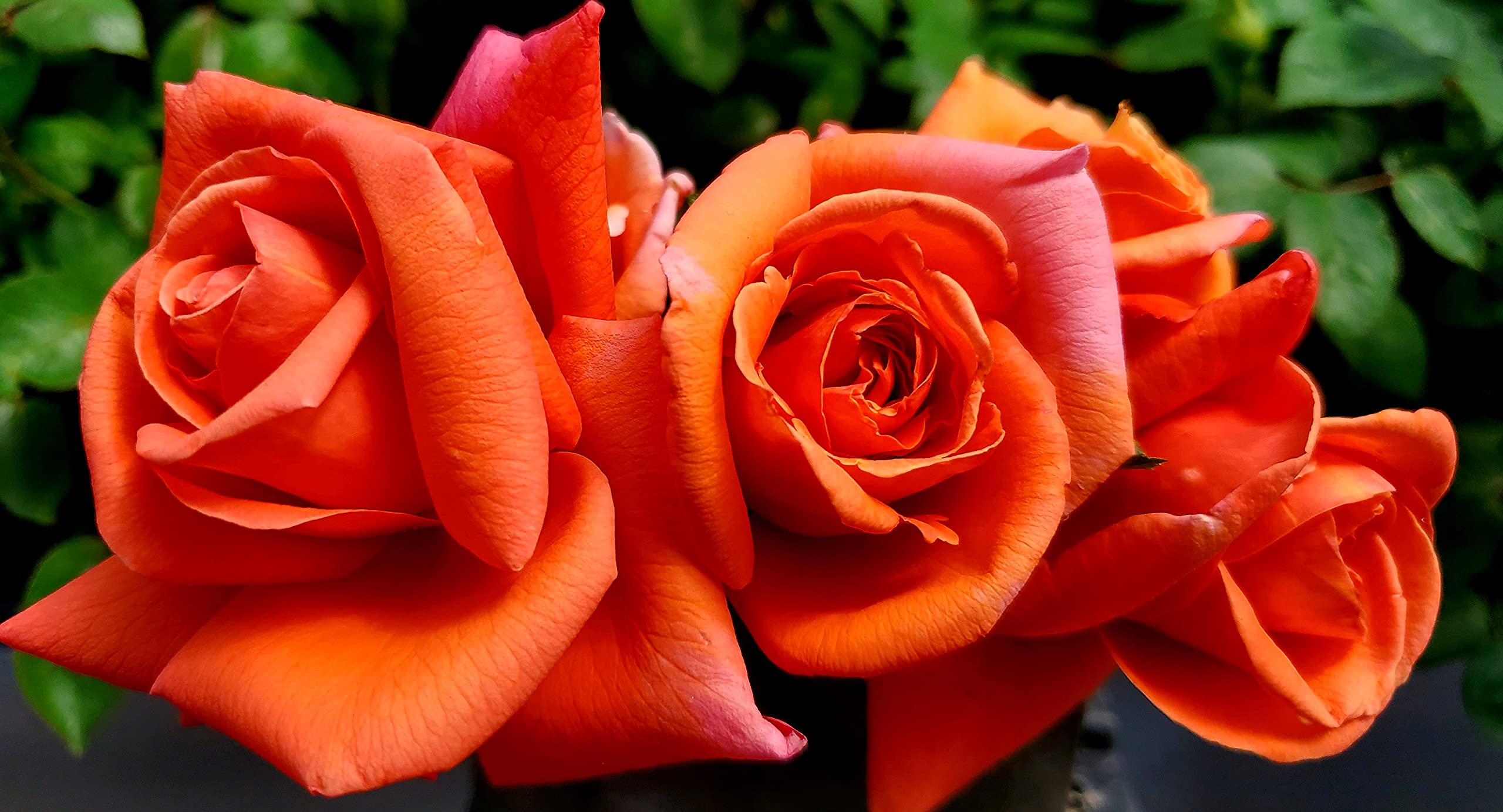 Royal Dane Ma Cherie Roses - 1 Gallon Live Rose Plant for Garden Planting | Perfect for Landscaping, Wedding Decor & Home Gardens