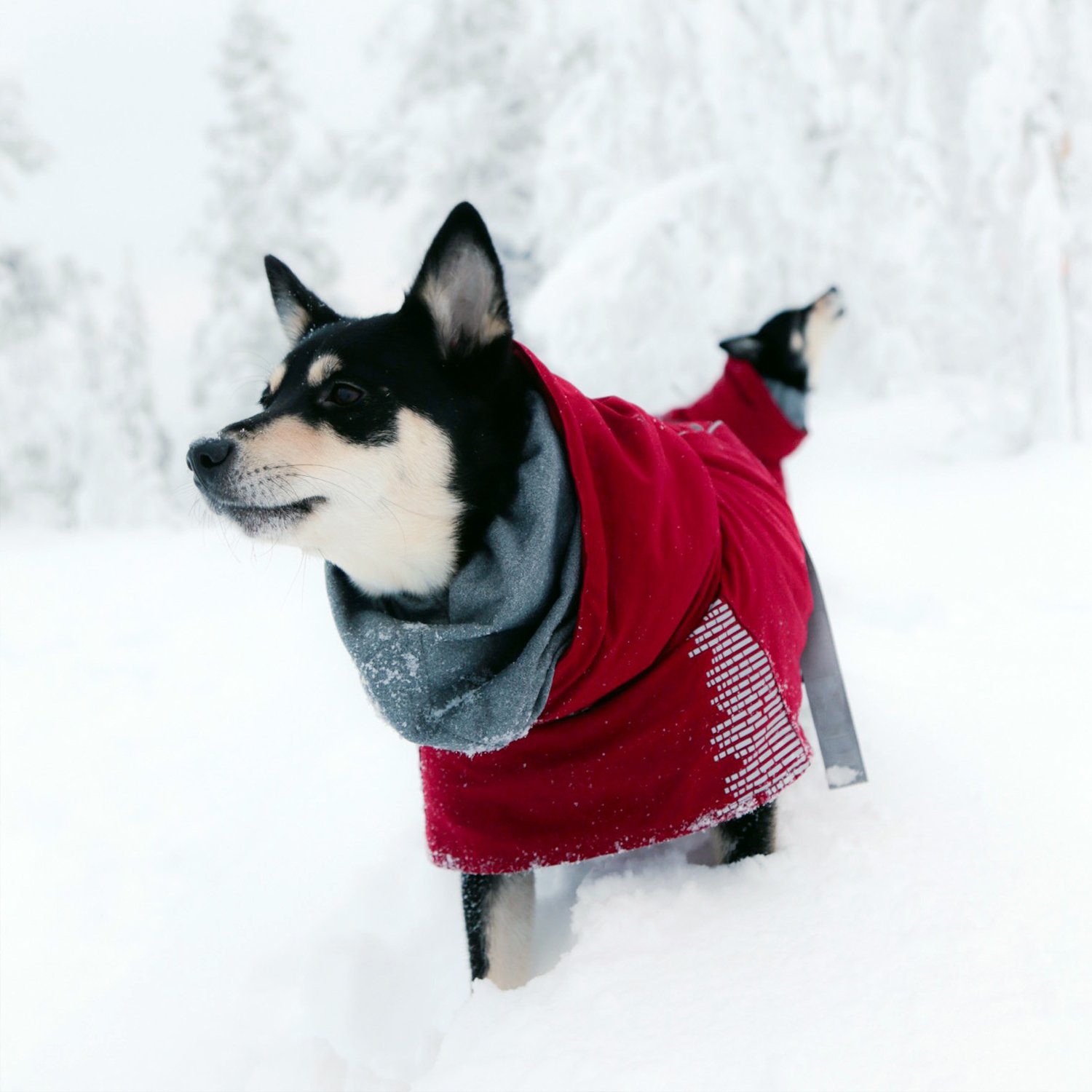 Hurtta Extreme Warmer 2 Winter Dog Coat - Insulated Waterproof Dog Jacket for Cold Weather, Reflective Safety Vest, Size 24 inch (60cm) in Lingon Red - Perfect for Winter Walks, Hiking & Outdoor Adventures