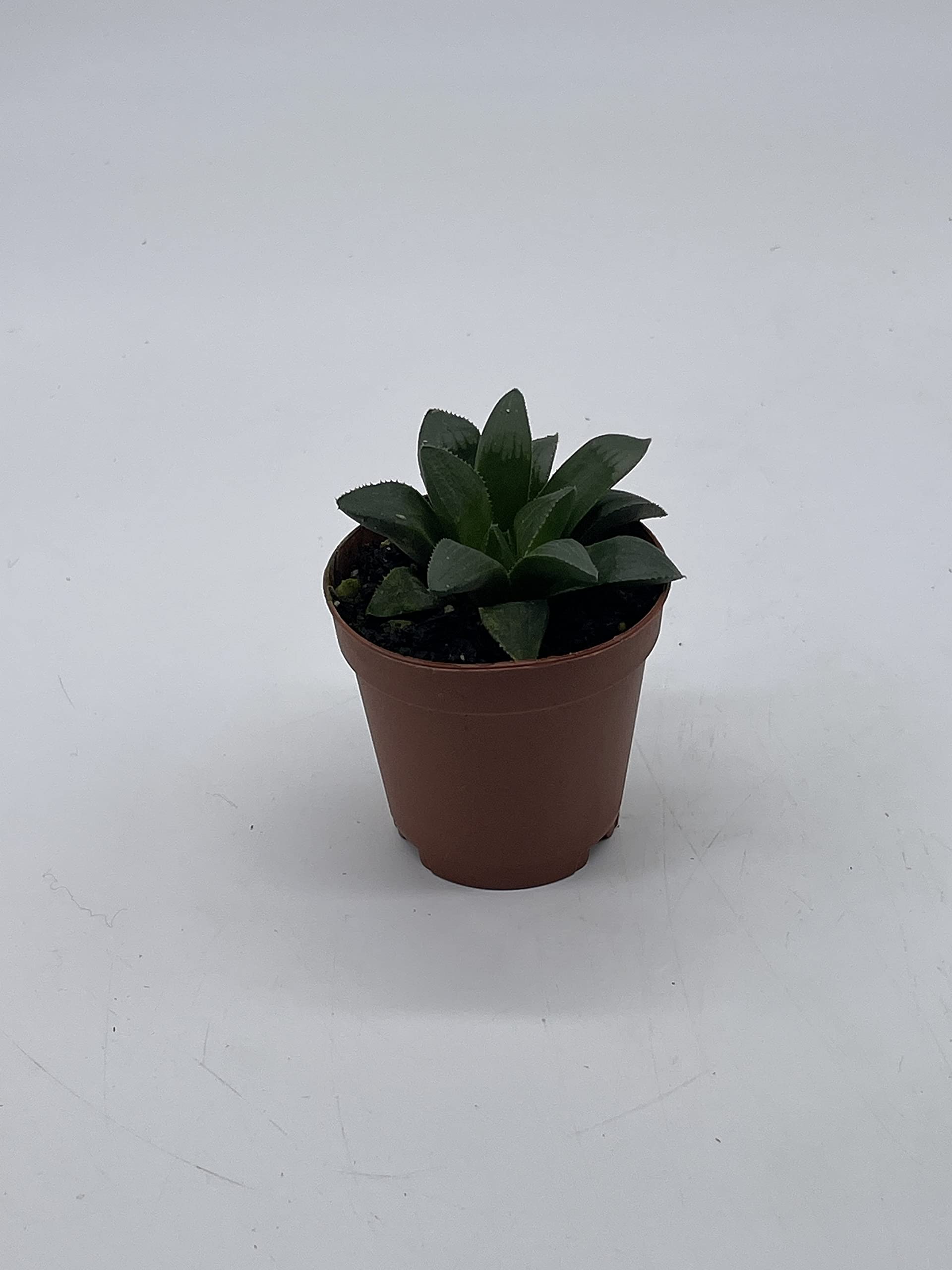BubbleBlooms African Emeralds - Rare Haworthia Retusa Succulent Plant in 2 Inch Pot | Perfect for Home Decor, Office Desk & Gift for Plant Lovers