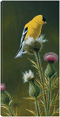 Goldfinch On Thistle