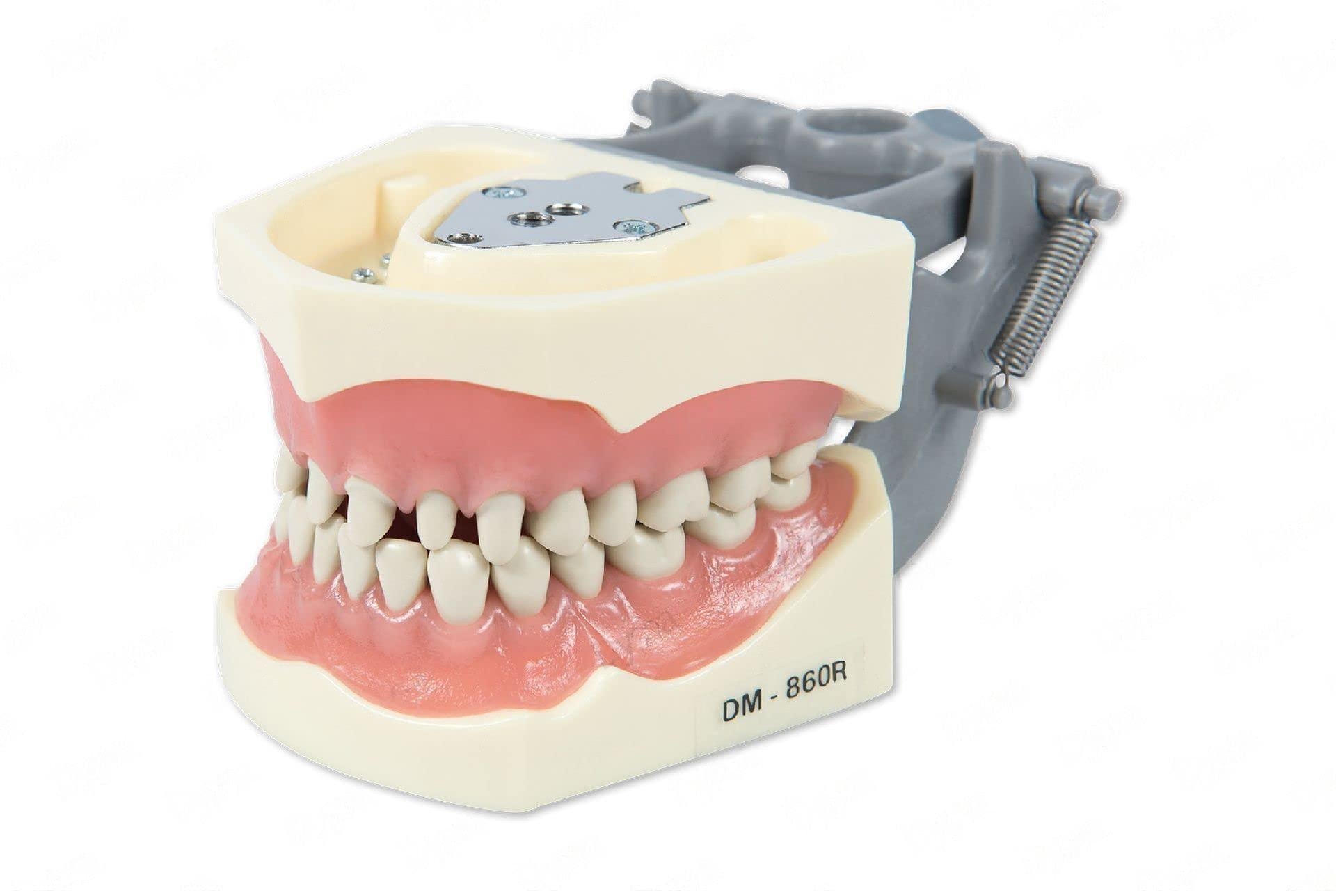 Dental Typodont Model 860 Prep - 32 Removable Teeth for Crowns & Occlusal Cavities Practice | Ideal for Dental Students & Restorative Training | Perfect for Clinical Simulation & Education