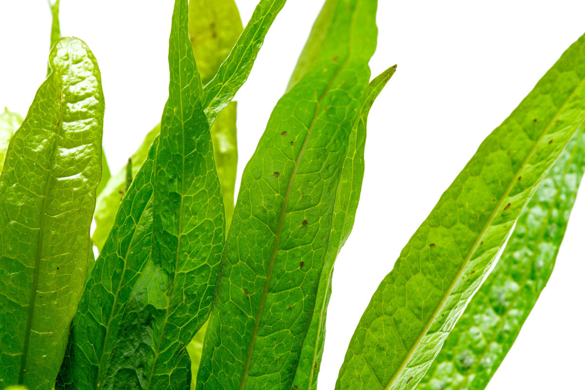Microsorum Pteropus Black Forest Aquatic Plant - Live Java Fern for Freshwater Aquariums, Fish Tanks & Aquascaping