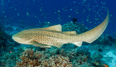 Premium Leopard Shark GalleryTail Surfboard - High Performance for Professional Surfers & Wave Enthusiasts | Perfect for Big Waves & Competitive Surfing