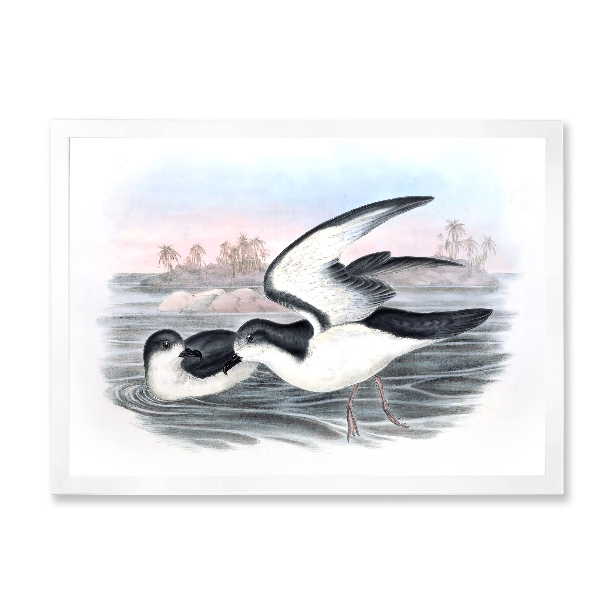 Vintage Australian Birds Framed Wall Art - Traditional Style Home Decor for Living Room, Bedroom & Office