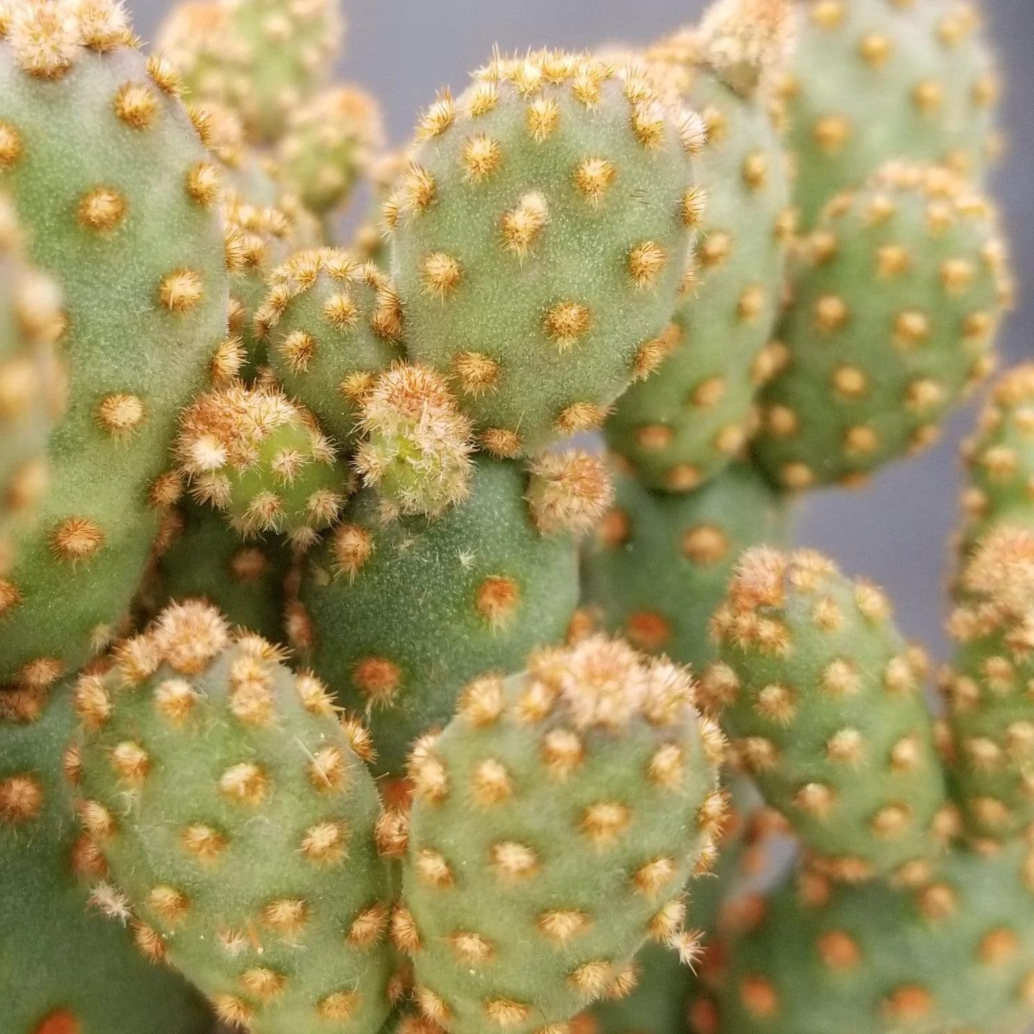 Opuntia Rufida Minima Monstrose Cactus - Rare Live Succulent Plant for Home Decor, Office Desk & Terrarium | Easy Care Indoor Cactus for Beginners
