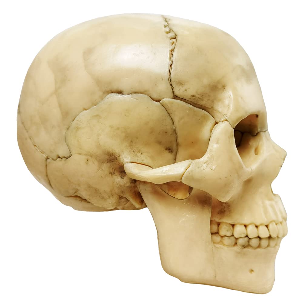 Anatomy Exploded Skull Model - Human Medical Skull for Dental Clinic Teaching & Medical Education | Perfect for Classroom Demonstrations & Professional Training