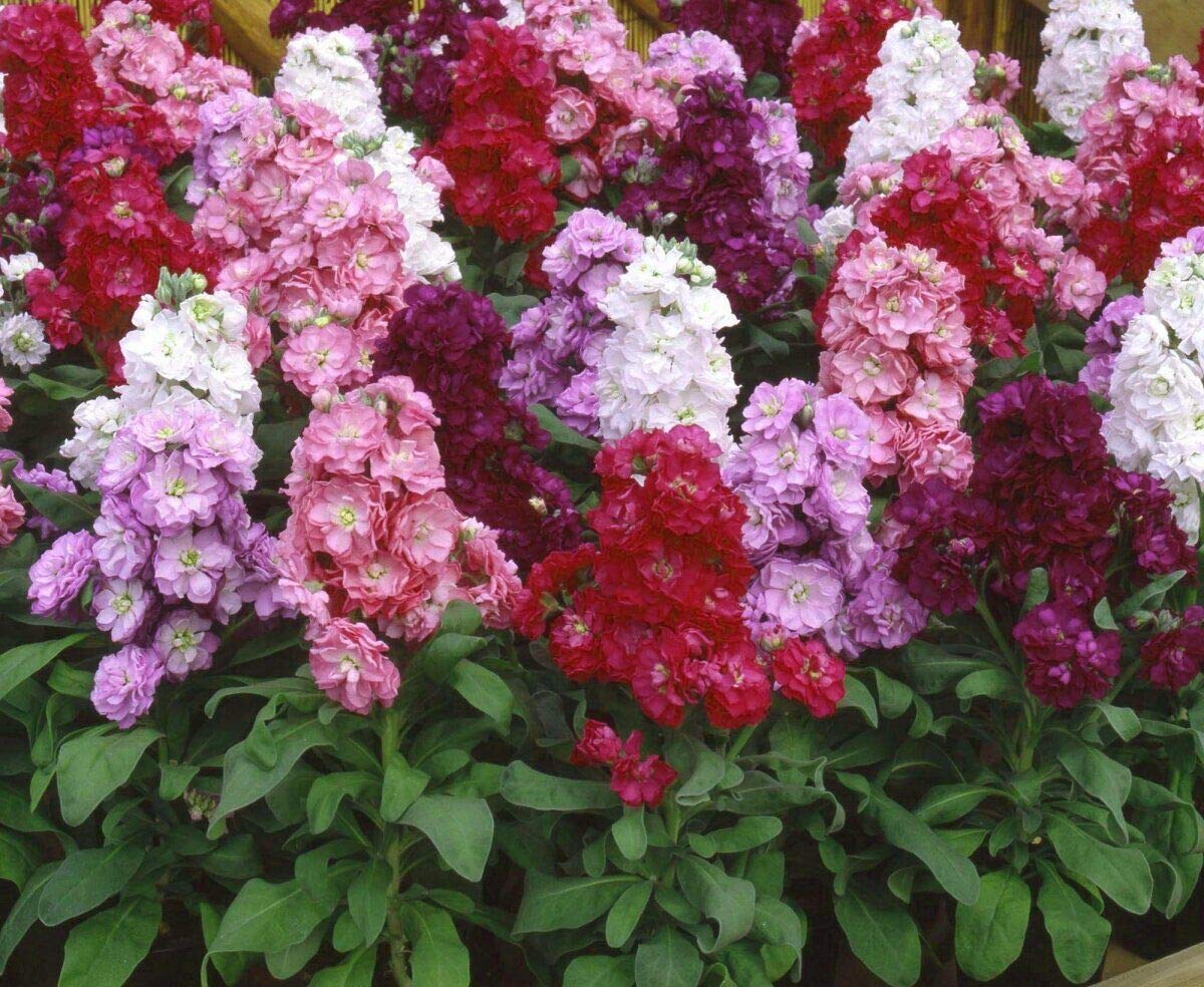Brompton Common Hoary Stock Dwarf Mix Seeds (Matthiola Incana) - Non-GMO Annual Flower Seeds for Gardens, Borders & Containers