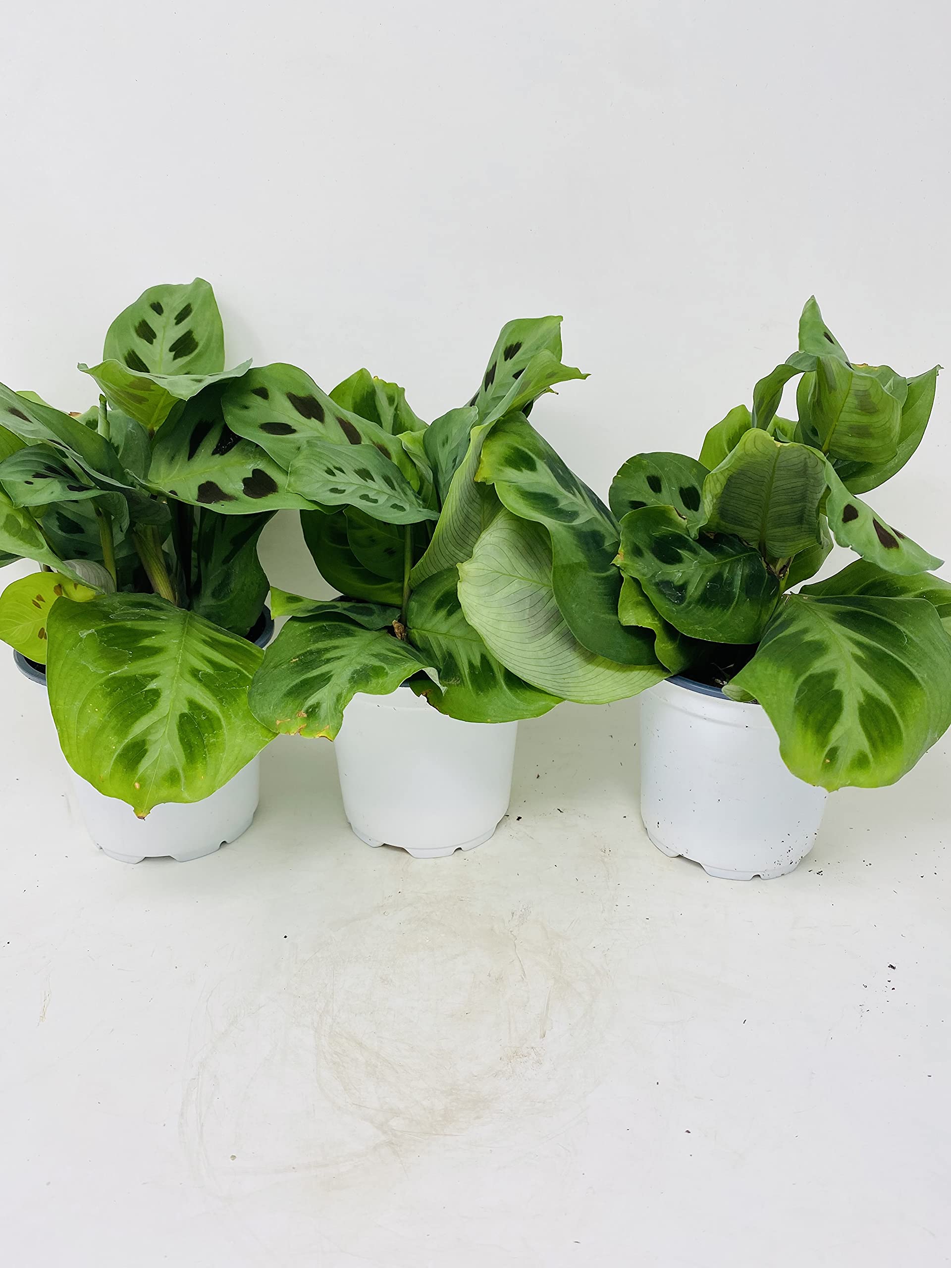 Maranta Green Prayer Plant - Easy to Grow Indoor Houseplant (Pack of 3, 4
