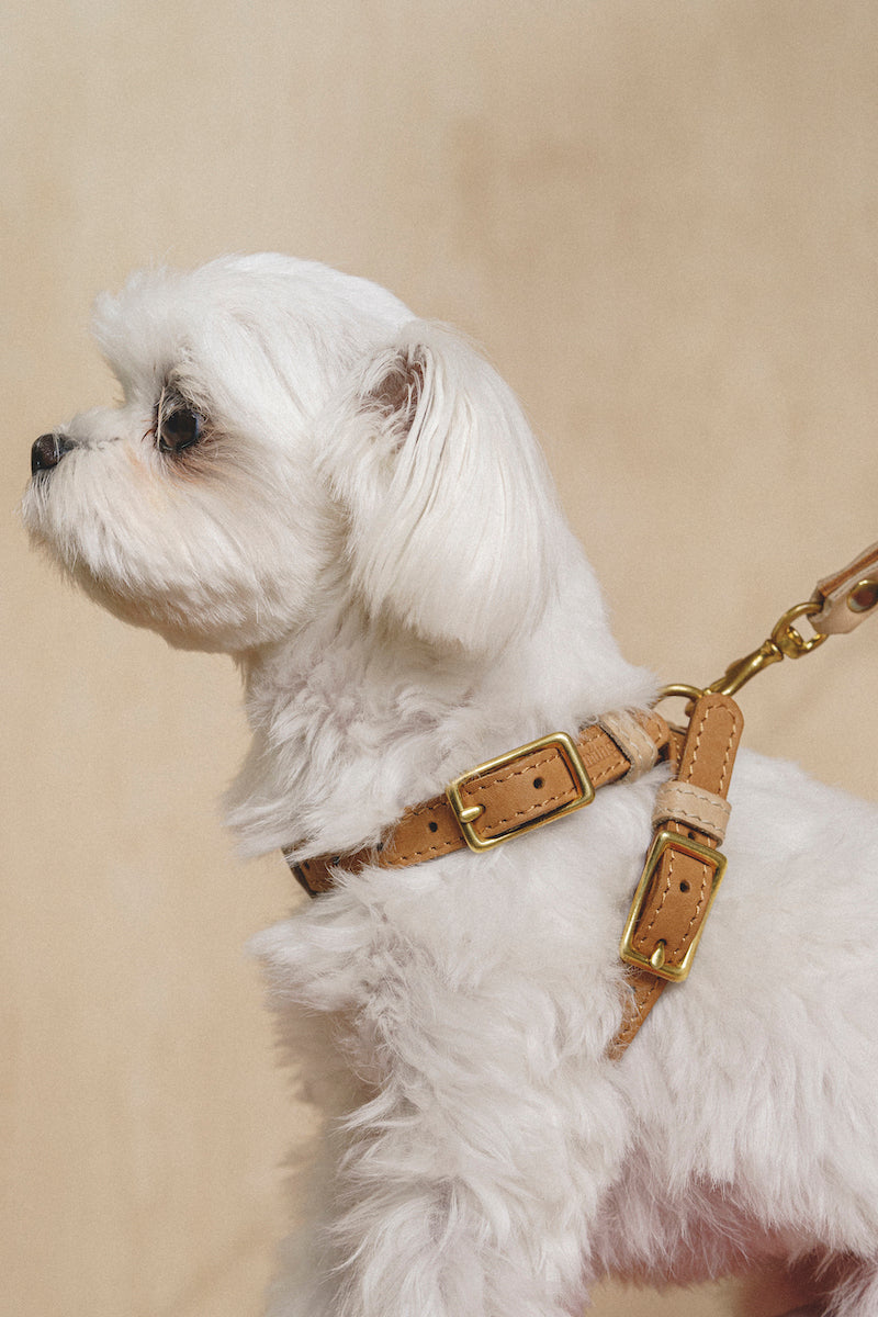 Walkony Pony Harness - Ginger & Beige Color - Perfect for Equestrian Training, Riding, and Horse Shows