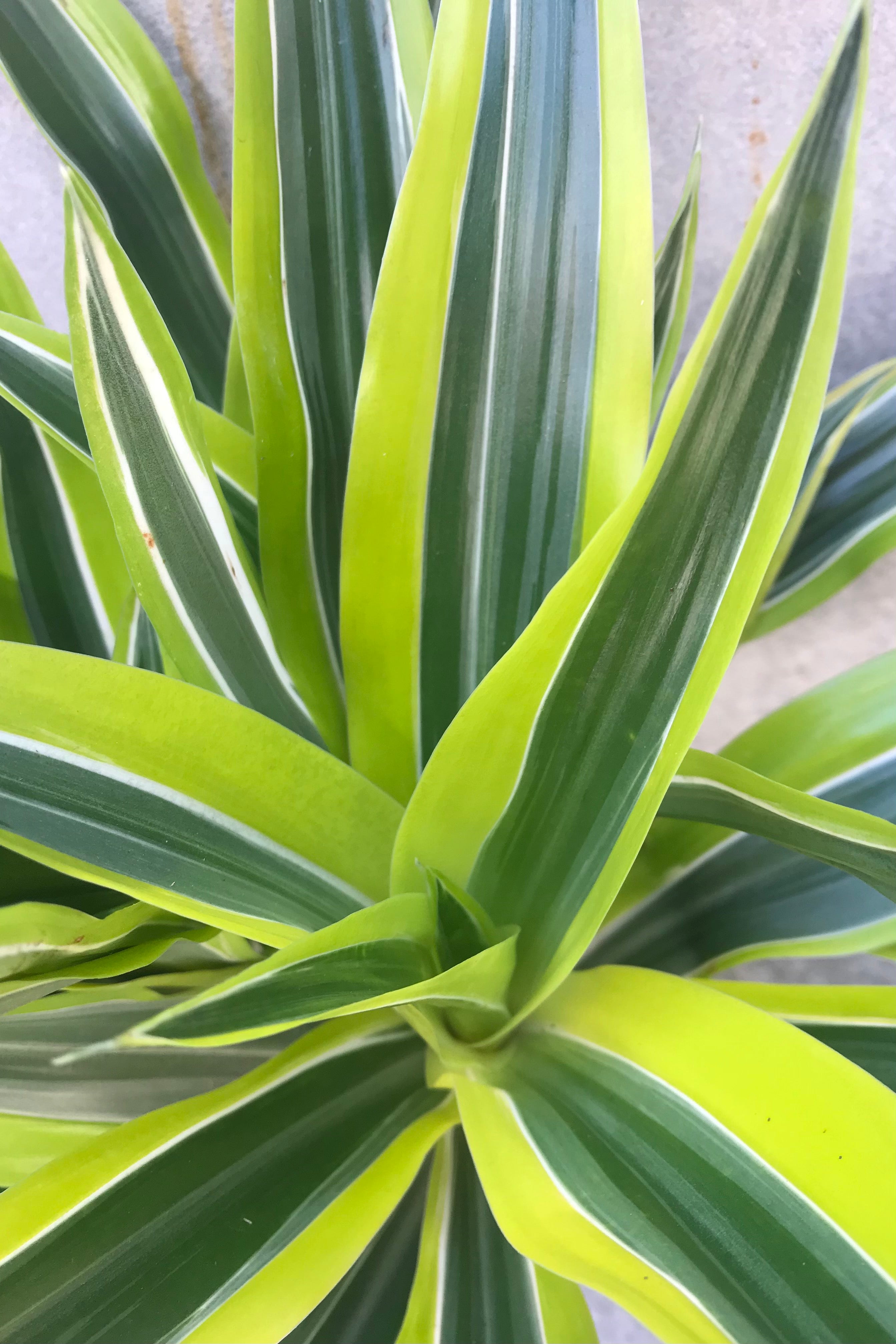 Lemon Lime Dracaena Plant - 6 Inch Indoor Houseplant for Home & Office Decor | Air Purifying, Low Maintenance, Perfect for Living Room, Bedroom, or Workspace
