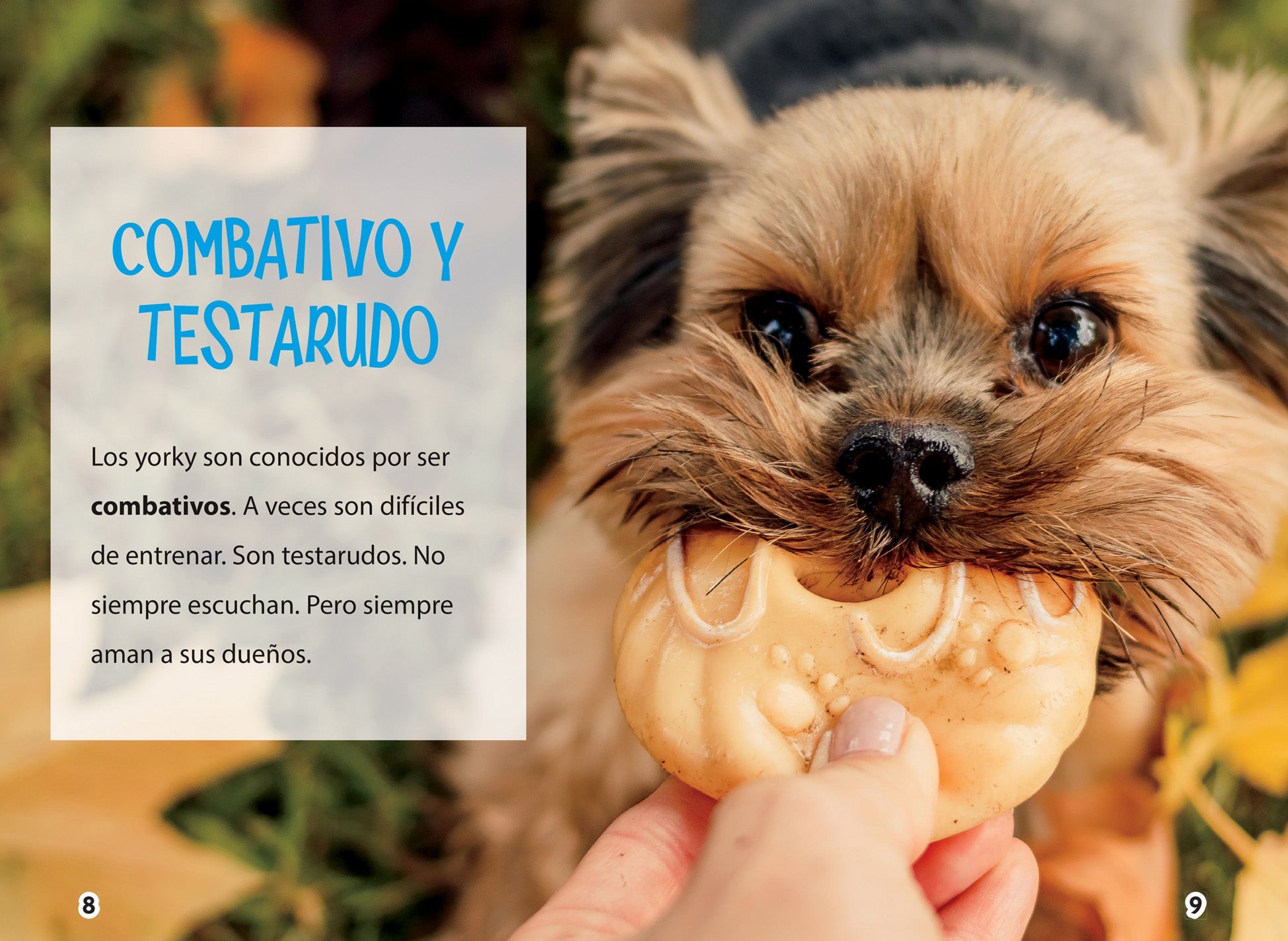 Yorkshire Terrier Puppies for Sale - Adorable & Playful Yorkie Dogs for Families & Pet Lovers | Perfect for Apartment Living & Companionship