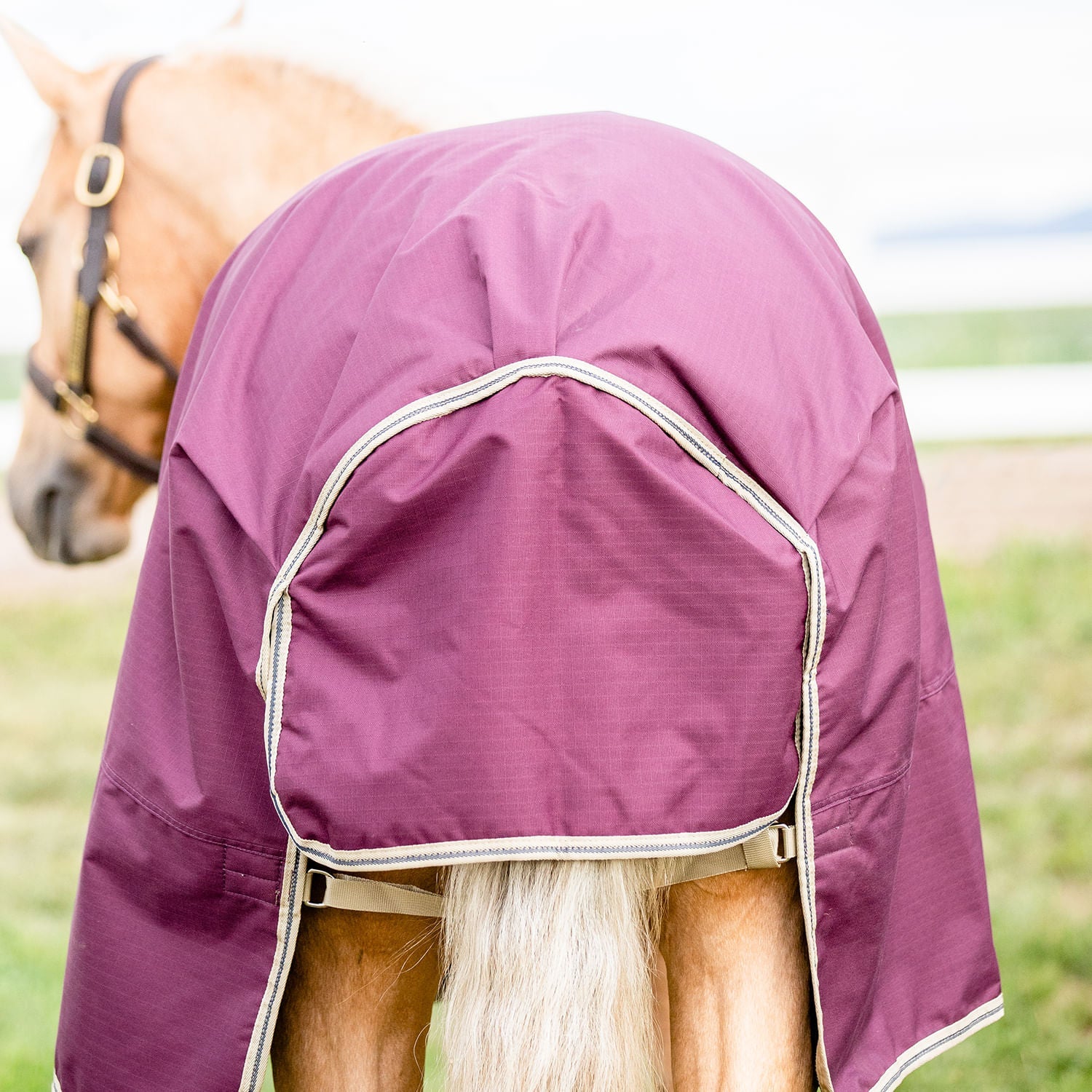 Amigo Hero Ripstop Plus Turnout Horse Blanket - Fig/Navy - Waterproof & Breathable Stable Sheet for Winter Riding & Turnout Protection