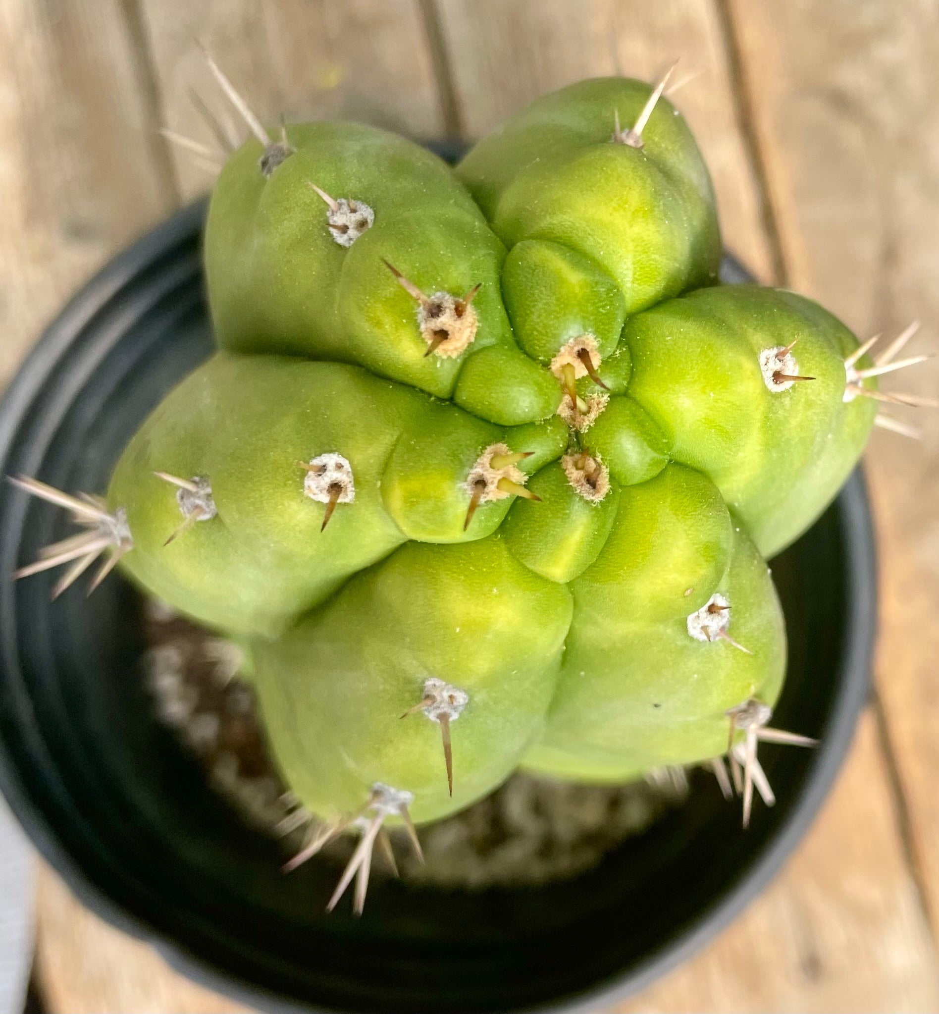 TPM Cactus - Trichocereus Pachanoi Monstrose (10 Seeds) | Fast Growing San Pedro Cactus for Home Garden & Spiritual Ceremonies