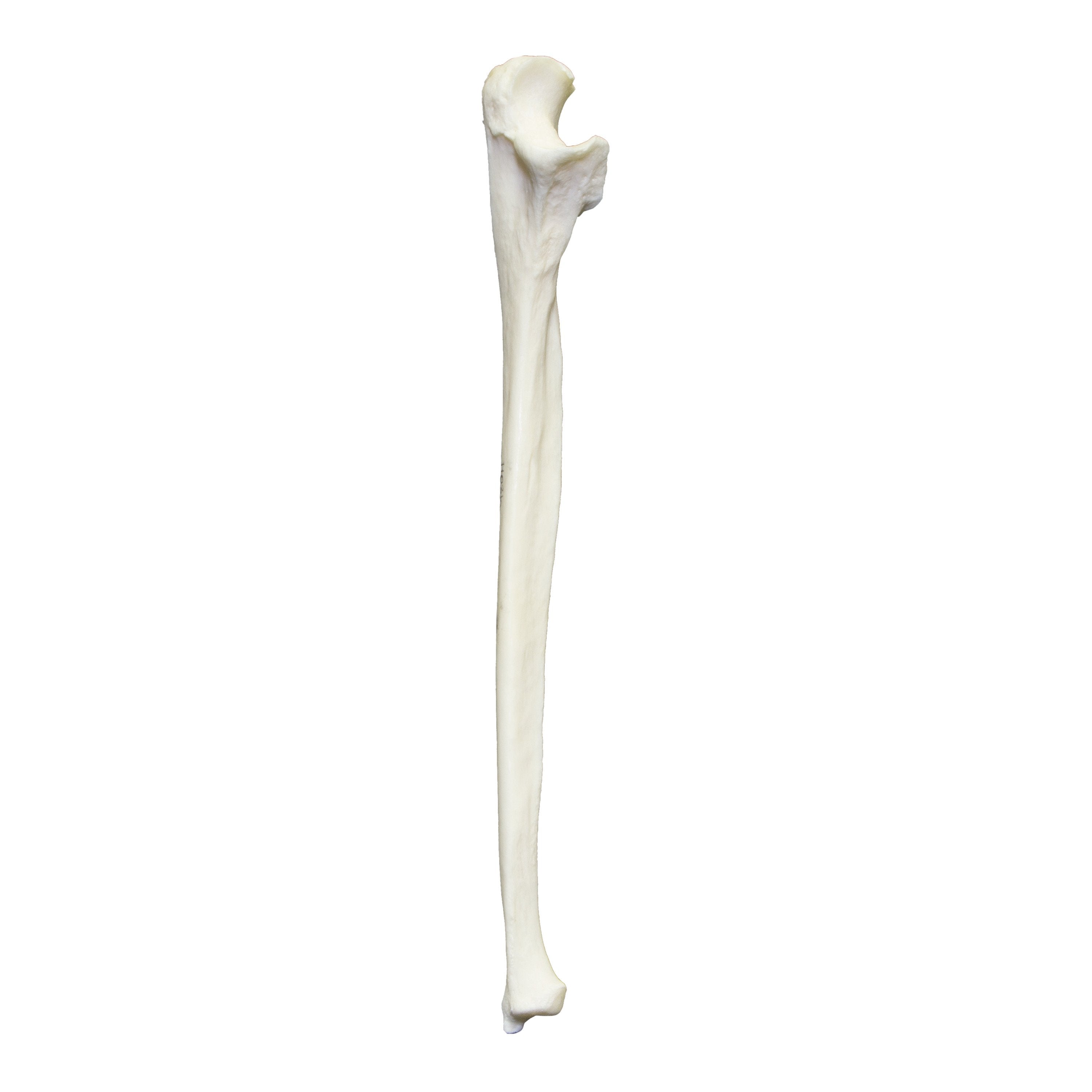 Premium Human Ulna Bone Model - Anatomically Accurate for Medical Research & Study - Ideal for Medical Students, Doctors & Anatomy Labs