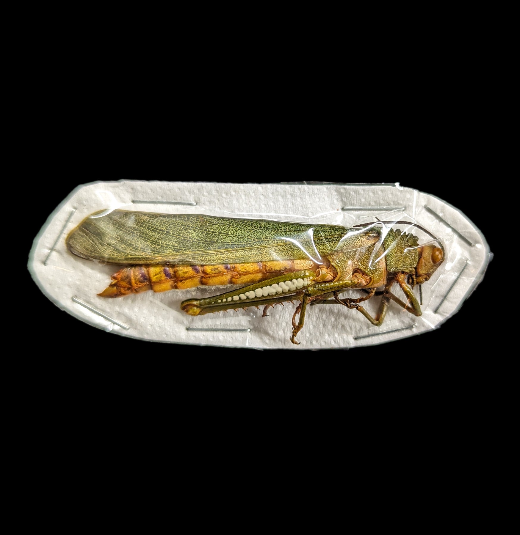 Live Titanacris Albipes Grasshoppers for Sale - Exotic Pet Feed, Reptile Food, and Educational Specimens - Perfect for Entomology Studies and Wildlife Enthusiasts