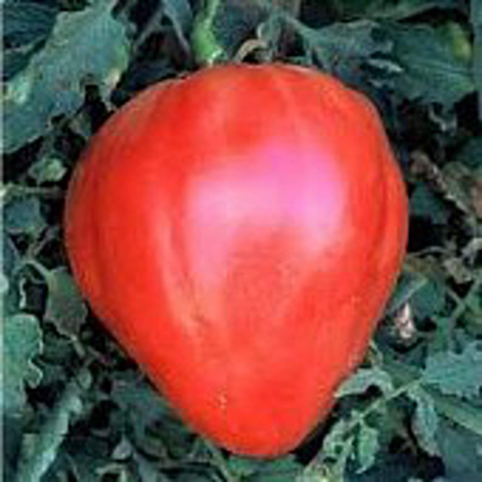 Organic Red Oxheart Tomato Seeds (20+ Seeds) | Non-GMO, Heirloom Vegetable Seeds for Planting | Home Garden, Greenhouse, Backyard Farming | Perfect for Fresh Salads, Sauces & Canning
