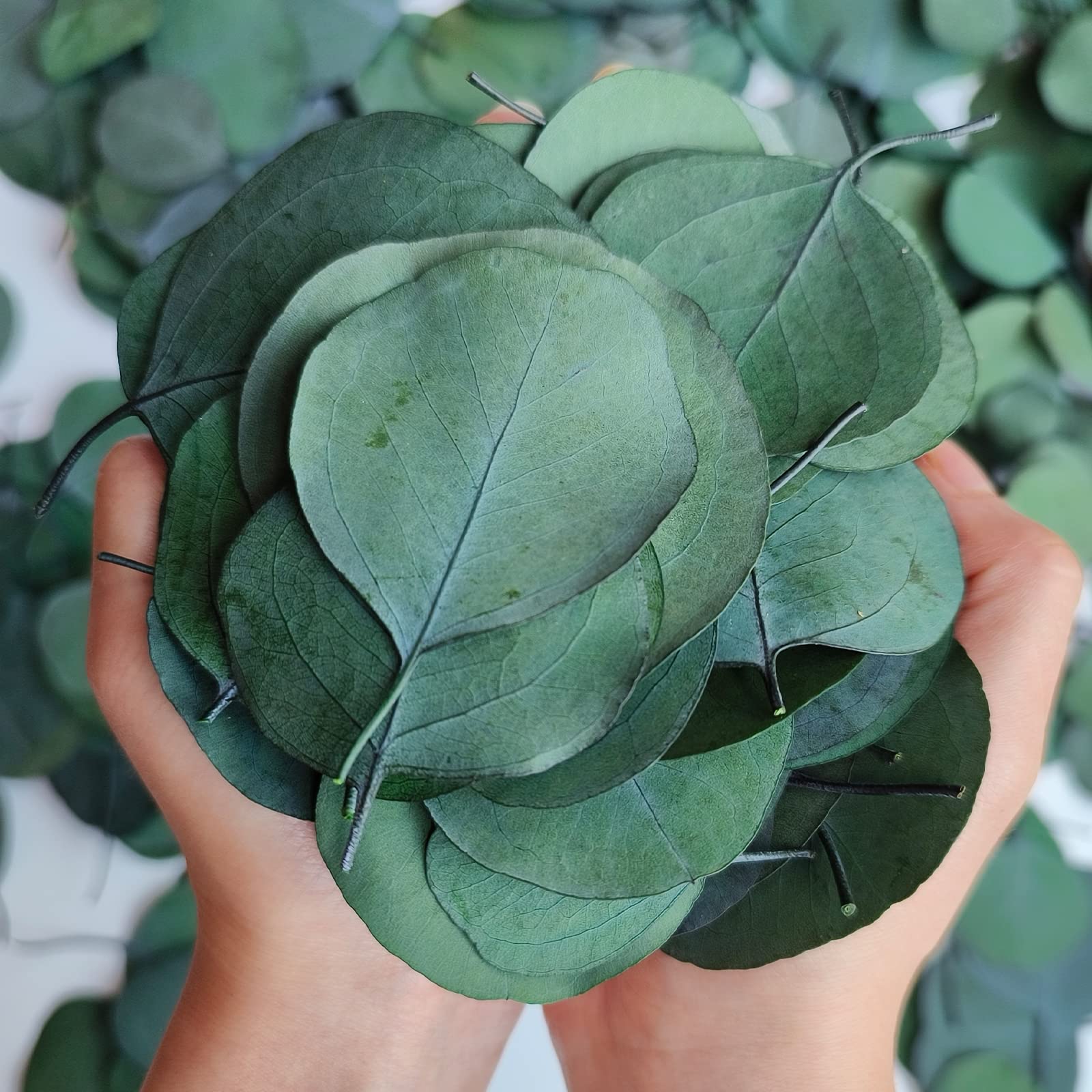 200+ Pcs Natural Dried Eucalyptus Leaves Bulk - 100% Preserved Silver Dollar Green Leaves for Wedding Decor, Flower Girl Basket, Biodegradable Confetti & Baby Shower DIY - Perfect for Rustic Weddings, Boho Home Decor & Eco-Friendly Events