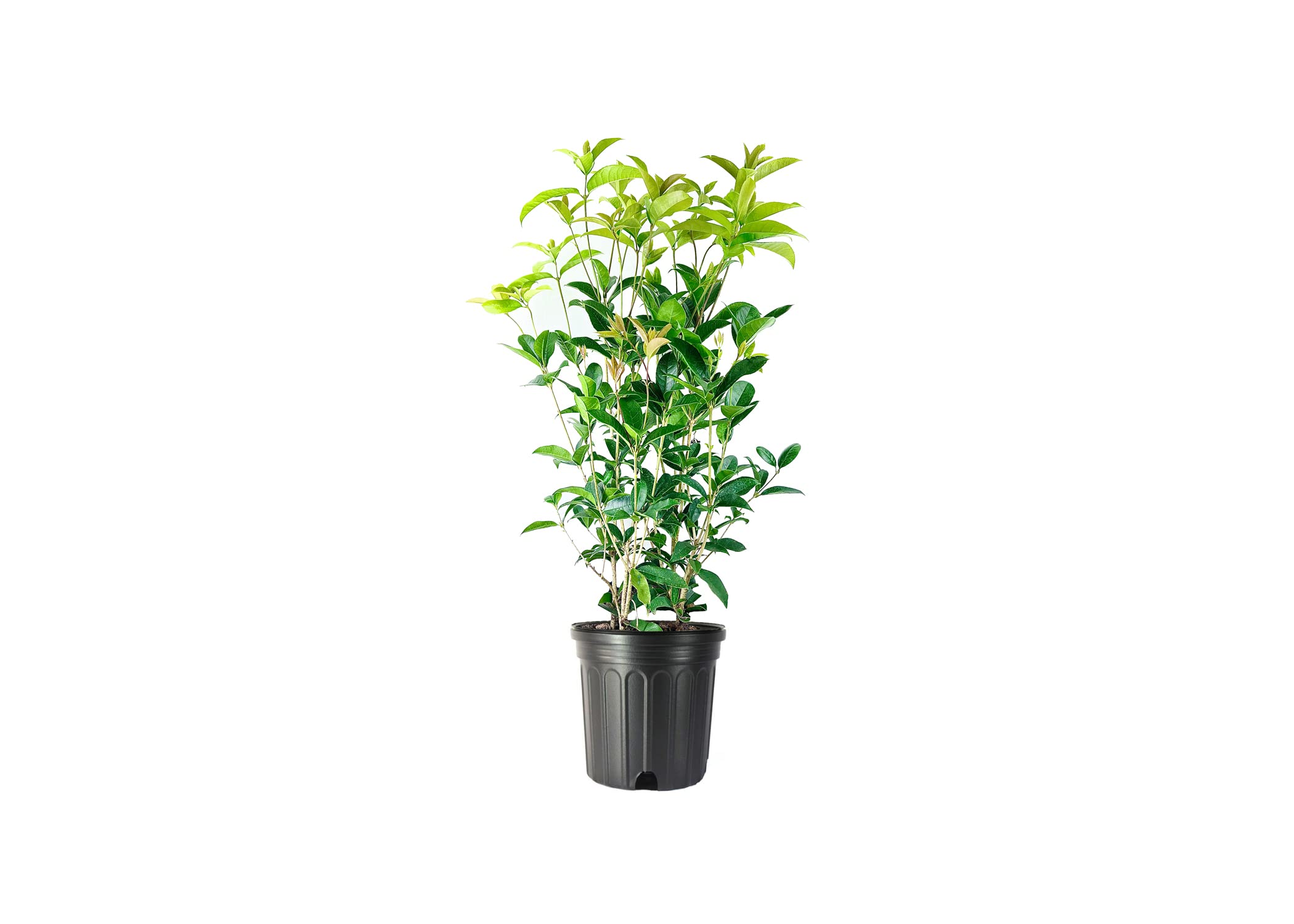 Fragrant Tea Olive Shrub (Osmanthus Fragrans) - 2 Extra Large 3 Gallon Blooming Plants for Landscaping, Gardens & Outdoor Decor