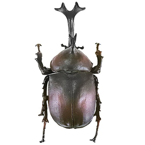 Insect Hunter Beetle X Stag Beetle Action Figure - 3 Inch Mini Collectible Toy for Kids | Bug Lover Gift, Science Education & Nature Exploration Play